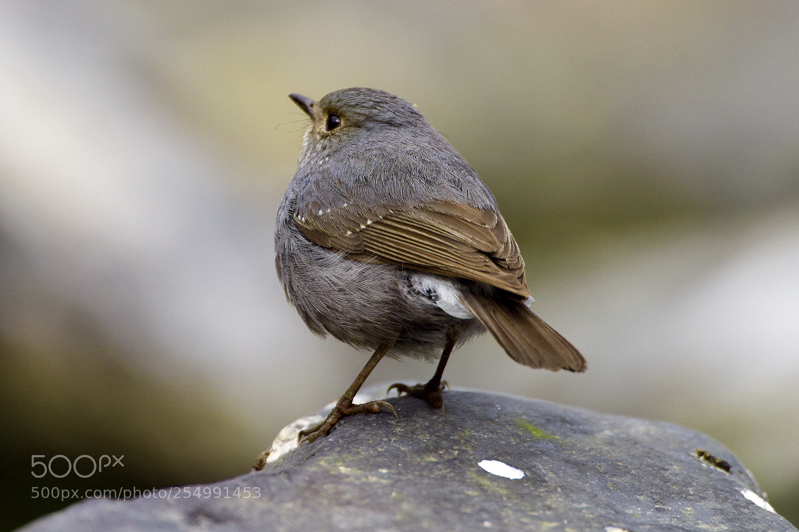 Nikon D810 sample photo. 鉛色水鶇 photography