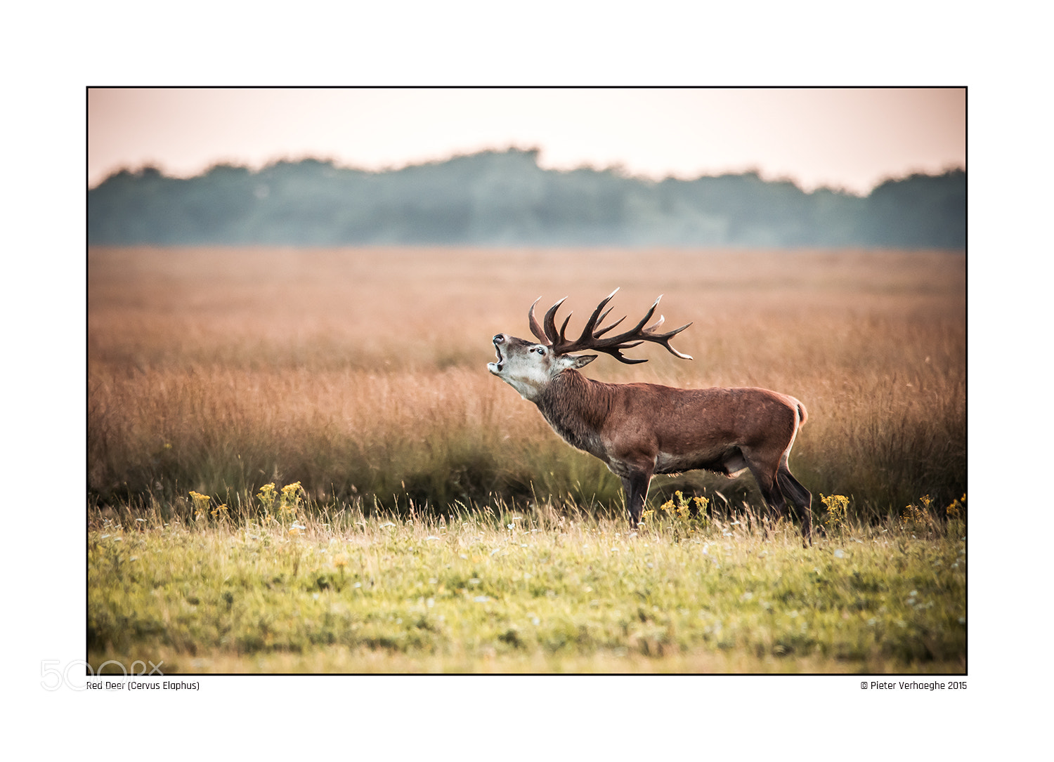 Nikon D810 sample photo. Red deer photography