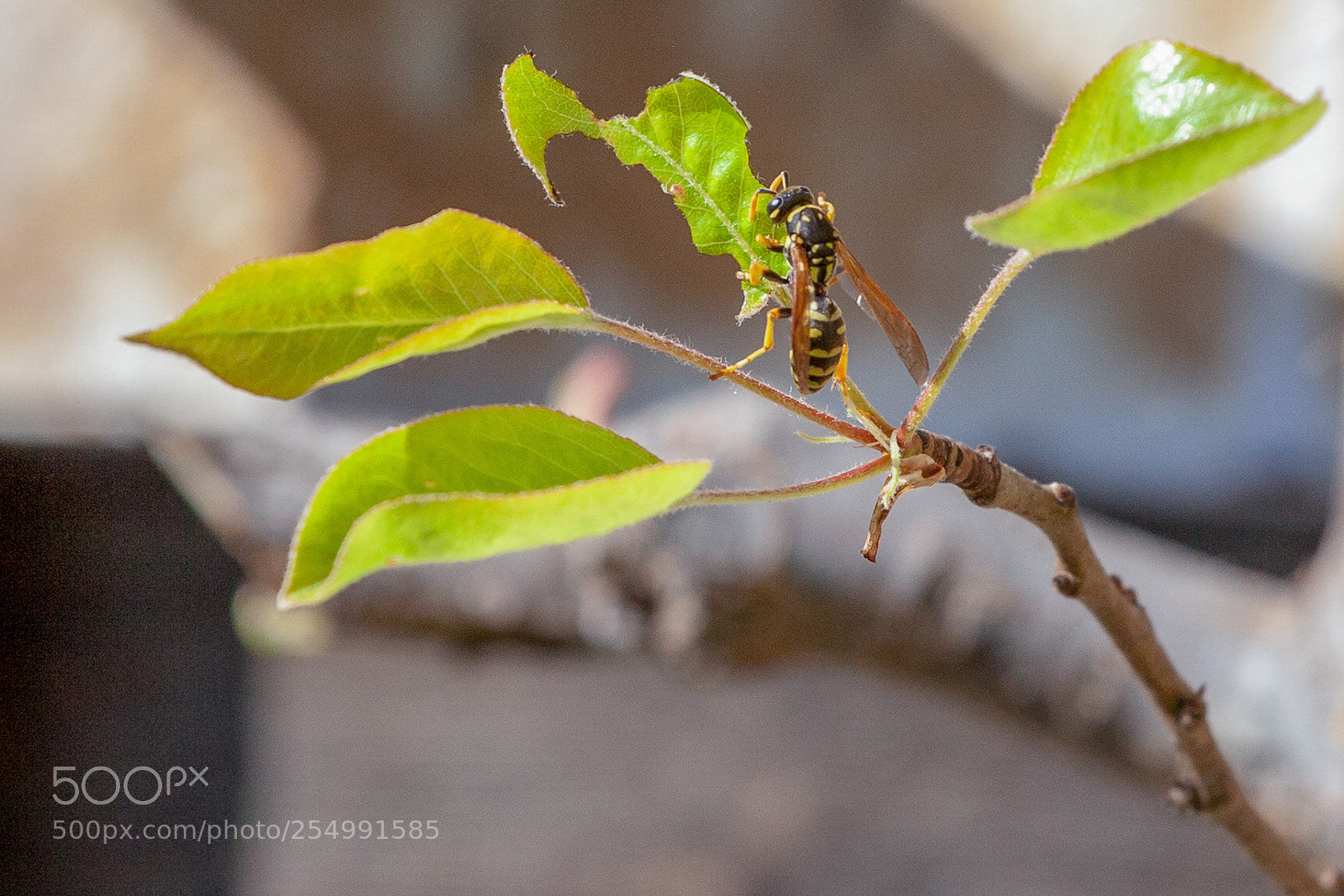 Canon EOS 5D Mark II sample photo. Wasp photography
