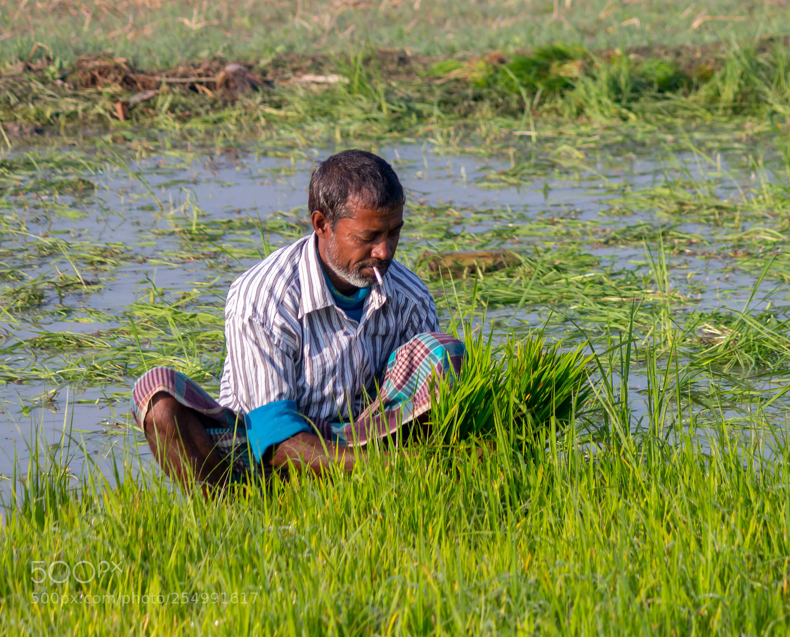 Canon EOS 700D (EOS Rebel T5i / EOS Kiss X7i) sample photo. A rural farmer photography