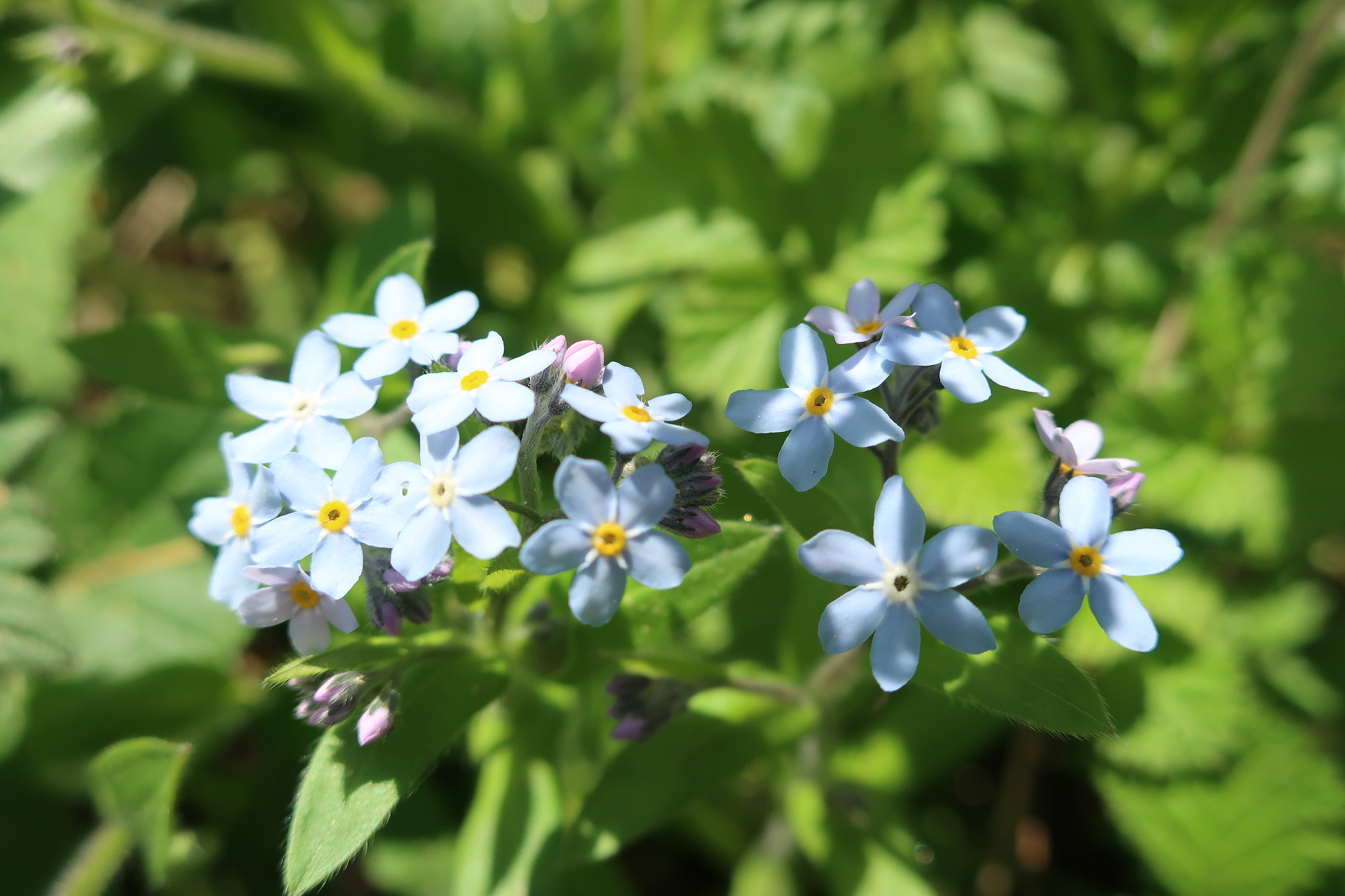 Canon PowerShot G9 X Mark II sample photo. Forget-me-not photography