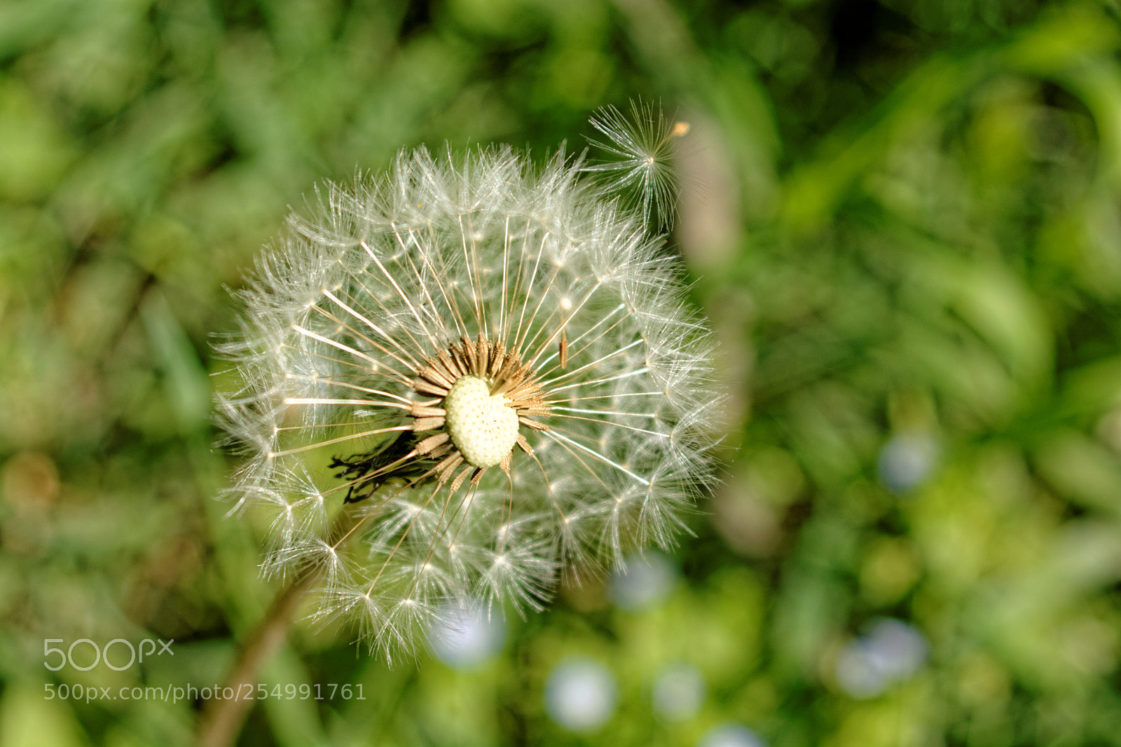 Nikon D7100 sample photo. Dandelion photography