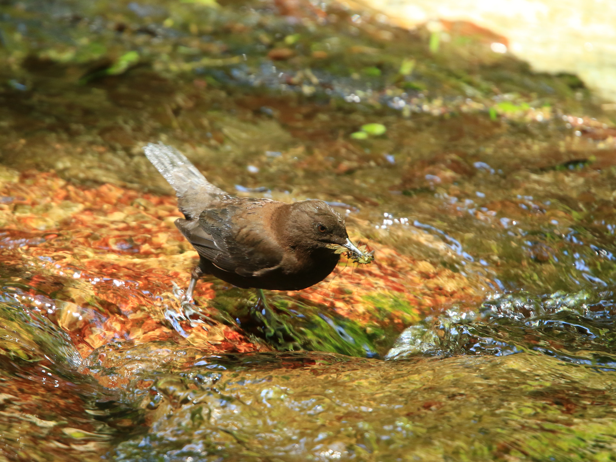 Canon EOS 7D Mark II + Canon EF 400mm F2.8L IS USM sample photo. カワガラス  brown dipper photography