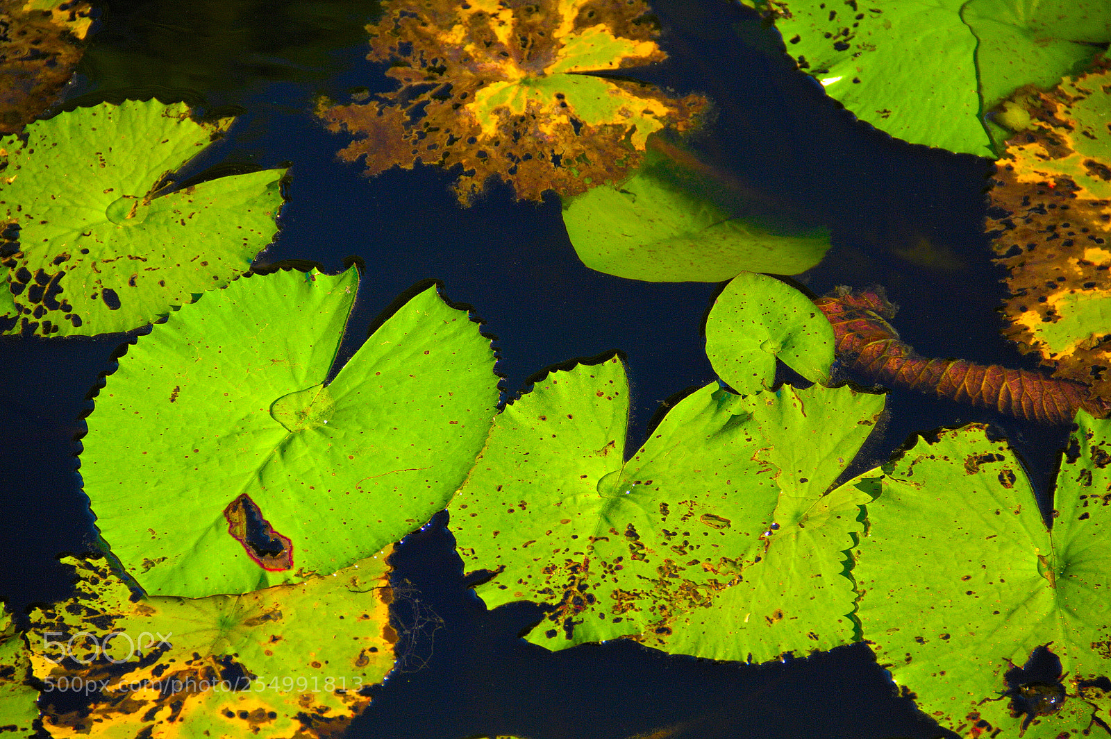 Canon EF-S 18-135mm F3.5-5.6 IS sample photo. Water lilies on a photography