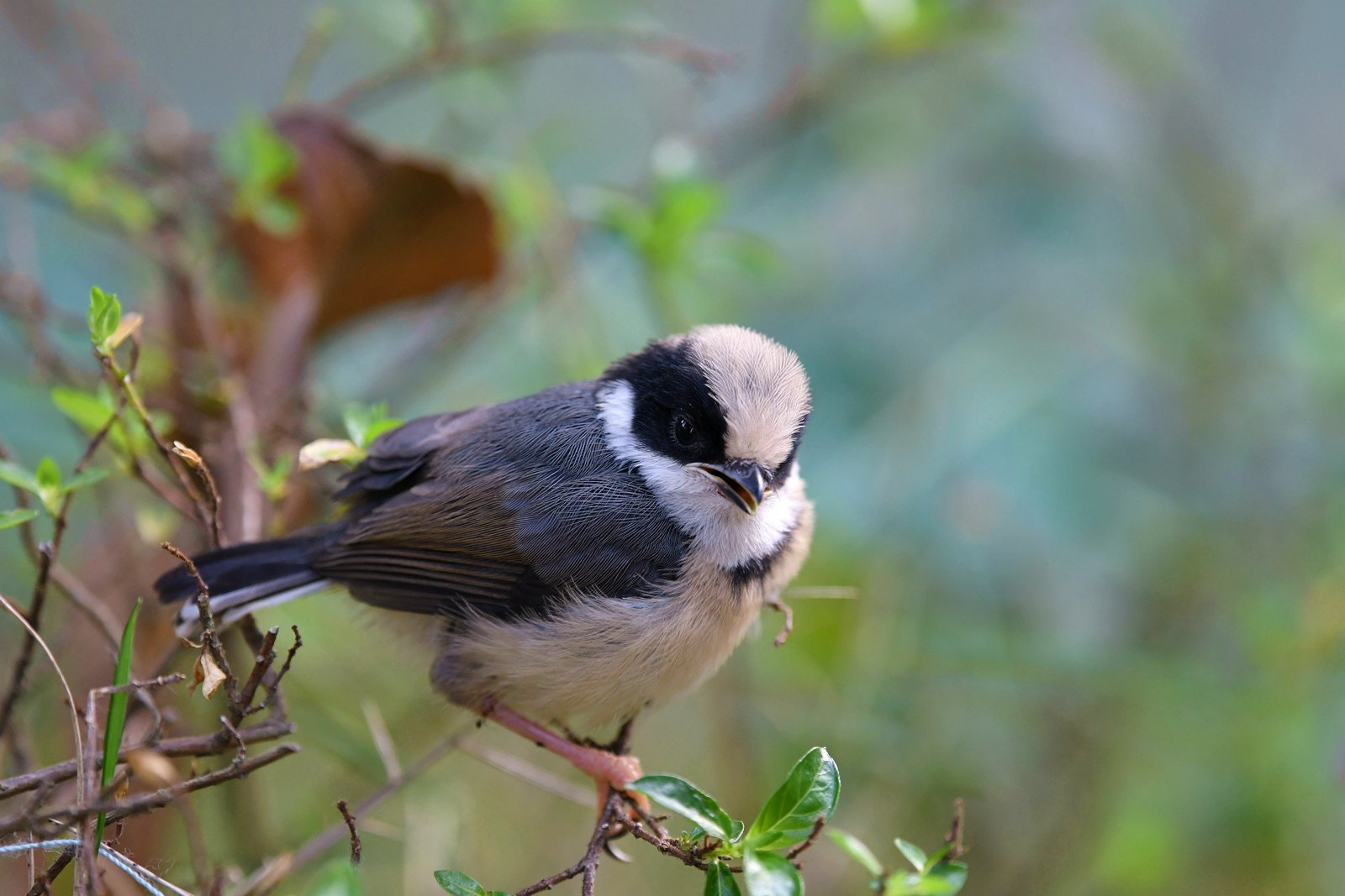 Nikon Nikkor AF-S 300mm F4E PF ED VR sample photo