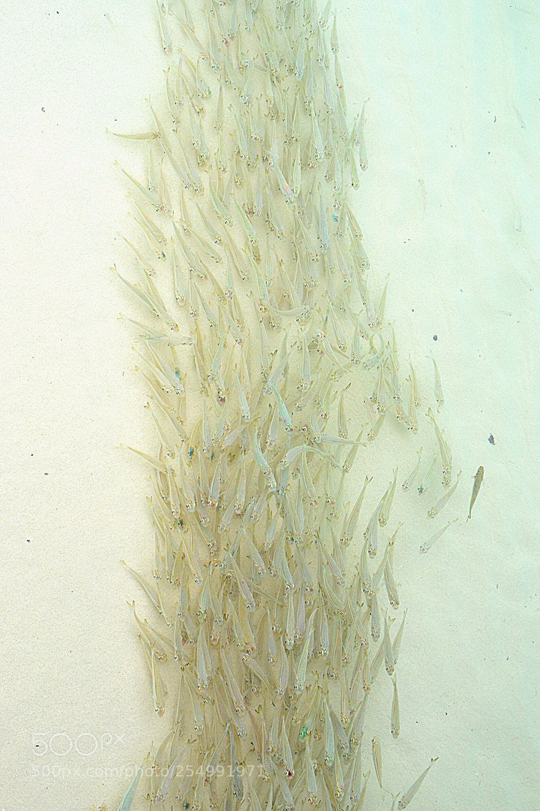 Nikon D3100 sample photo. Fish photography