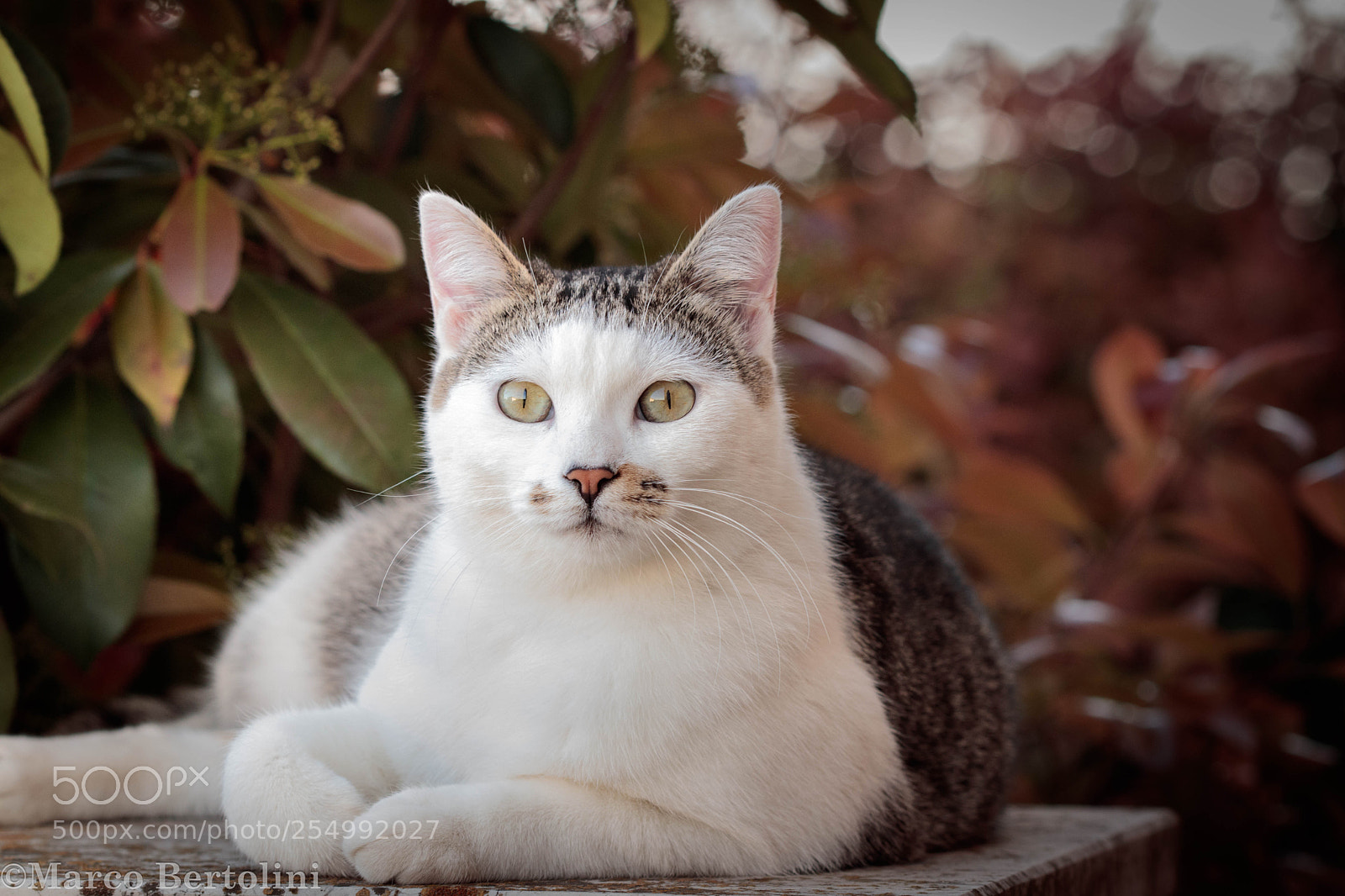 Canon EOS 80D sample photo. Lost in her eyes photography