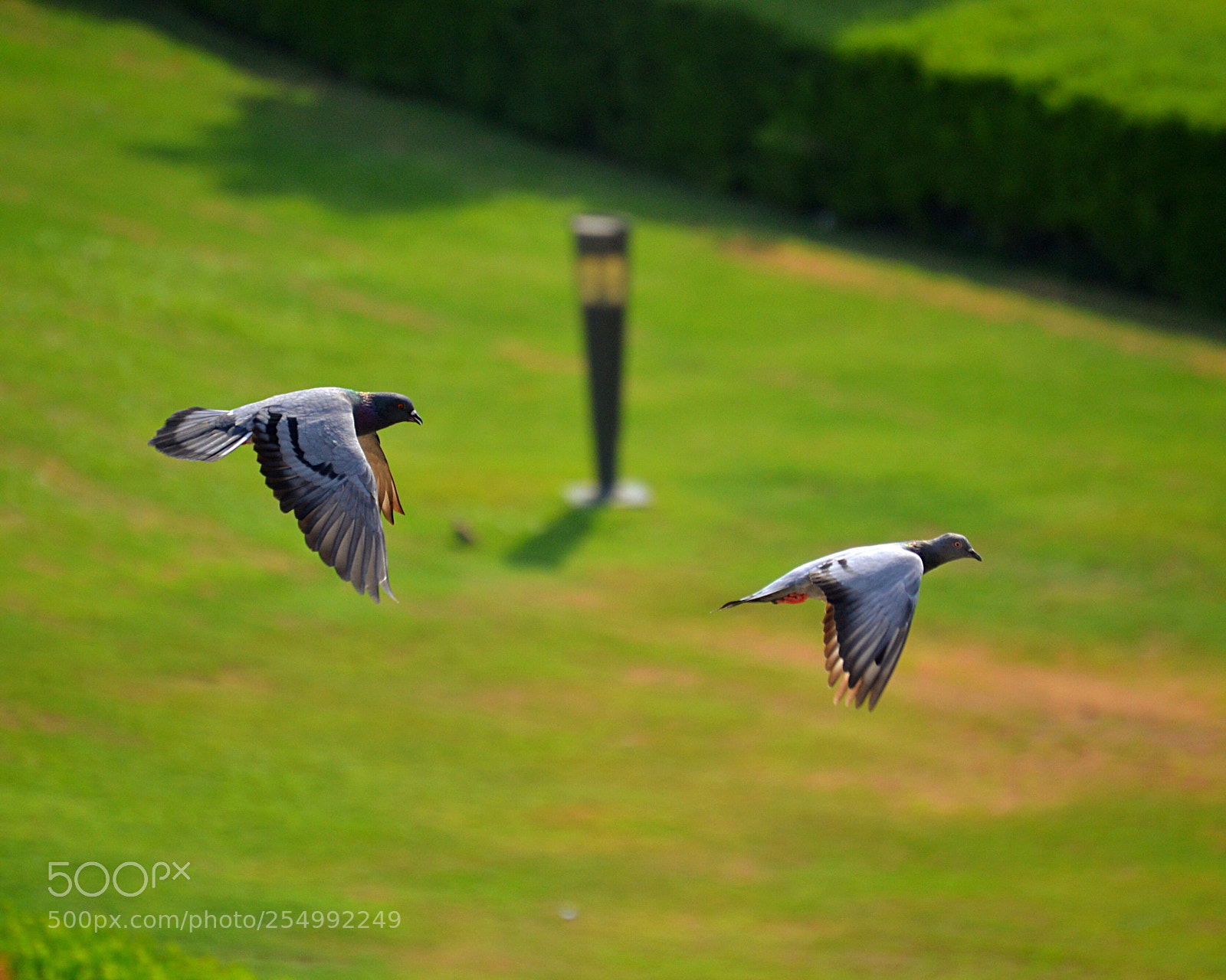 Nikon D3100 sample photo. Bird in flight photography