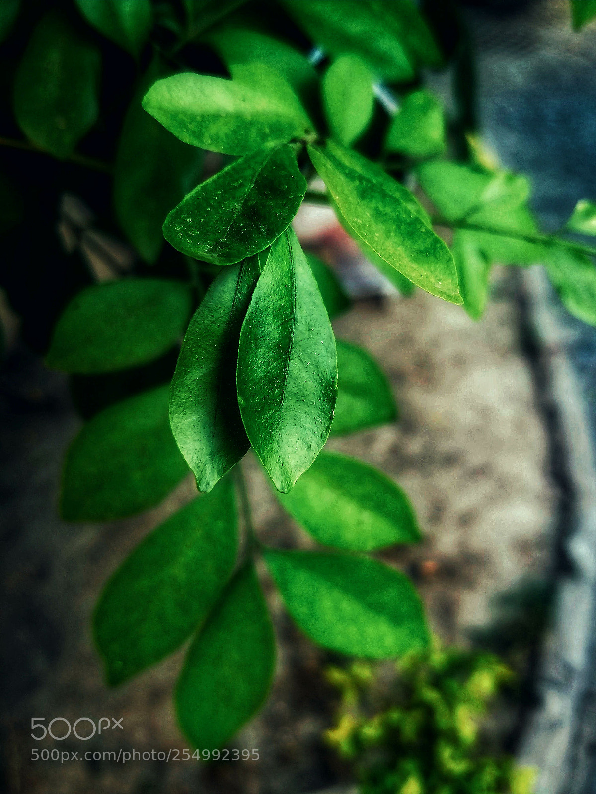 Samsung Galaxy S7 sample photo. Untitled photography