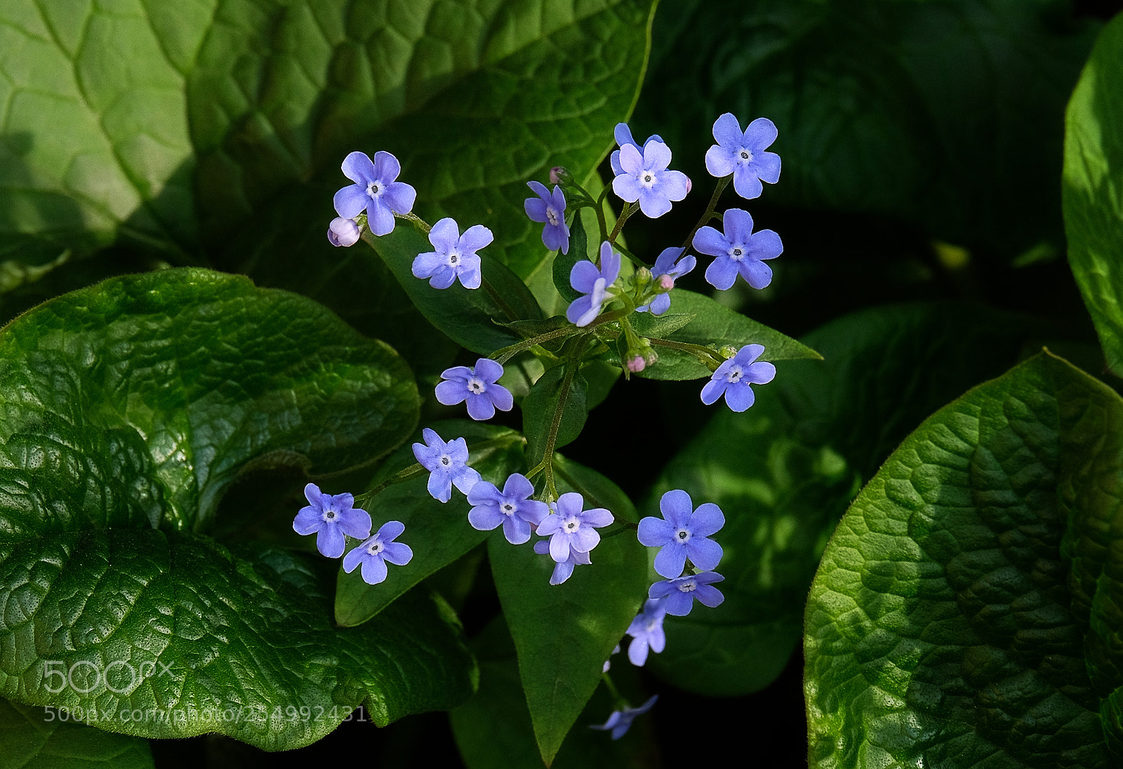 Fujifilm X-T20 sample photo. Delicate bouquet of borage photography