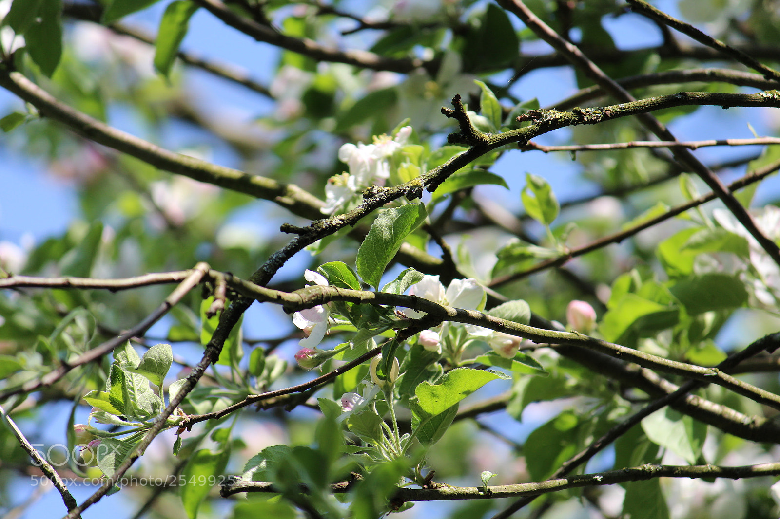 Canon EF-S 55-250mm F4-5.6 IS II sample photo. Branches photography