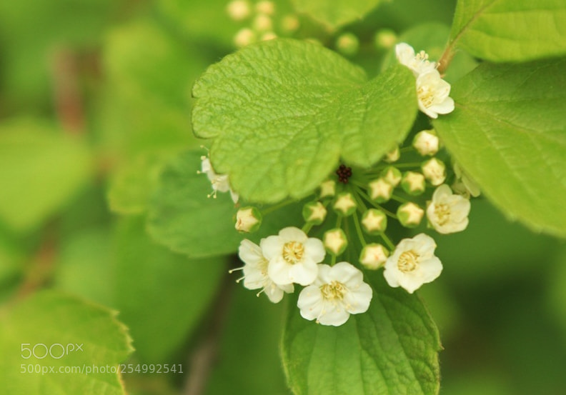 Canon EOS 80D sample photo. Wildflower photography