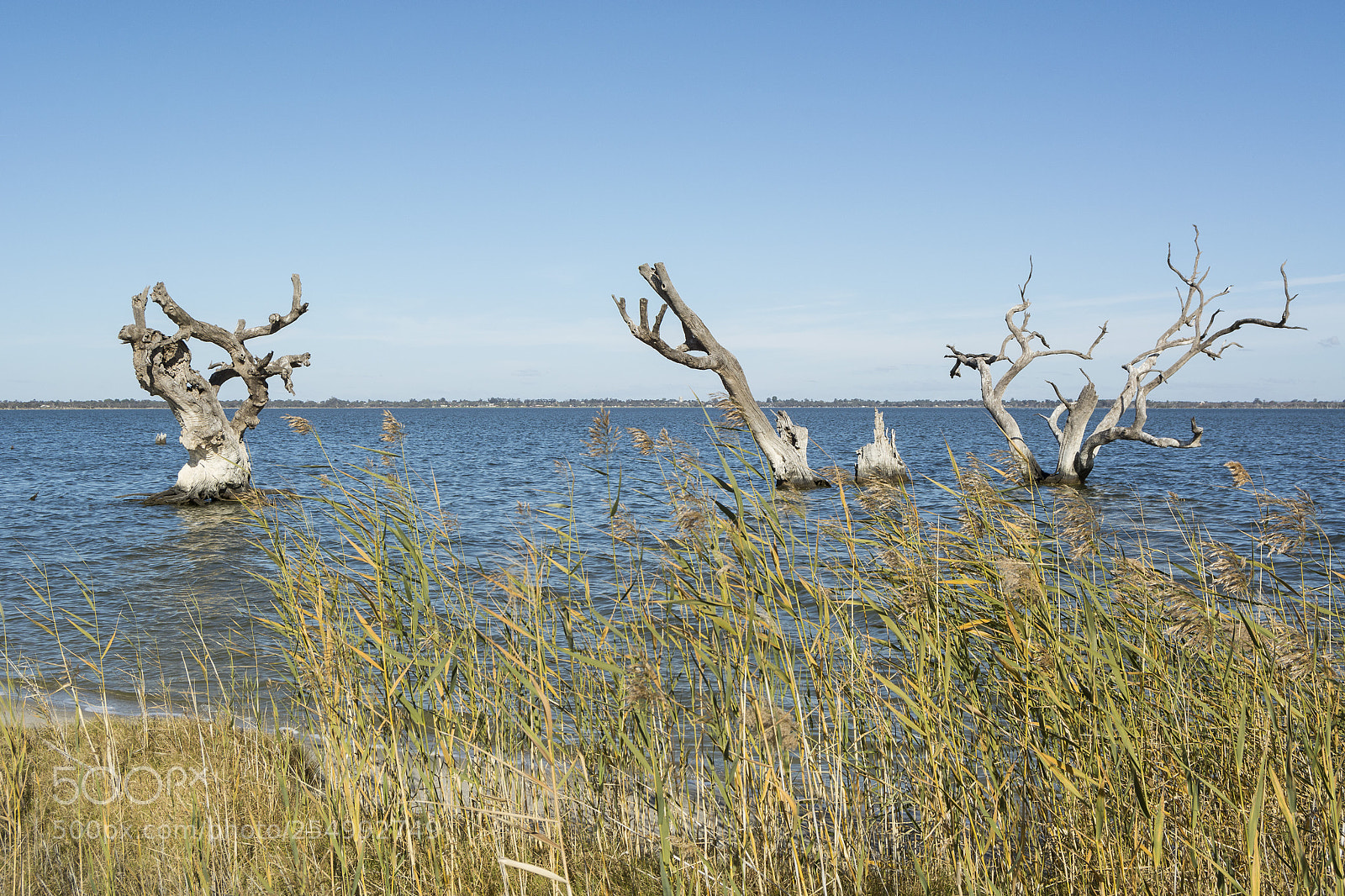 Nikon D7100 sample photo. Dead trees in the photography