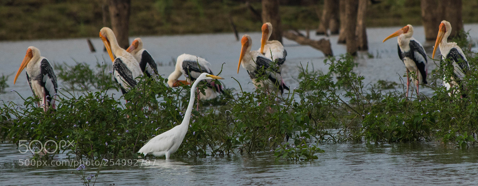 Nikon D5500 sample photo. Painted storks in kabini photography