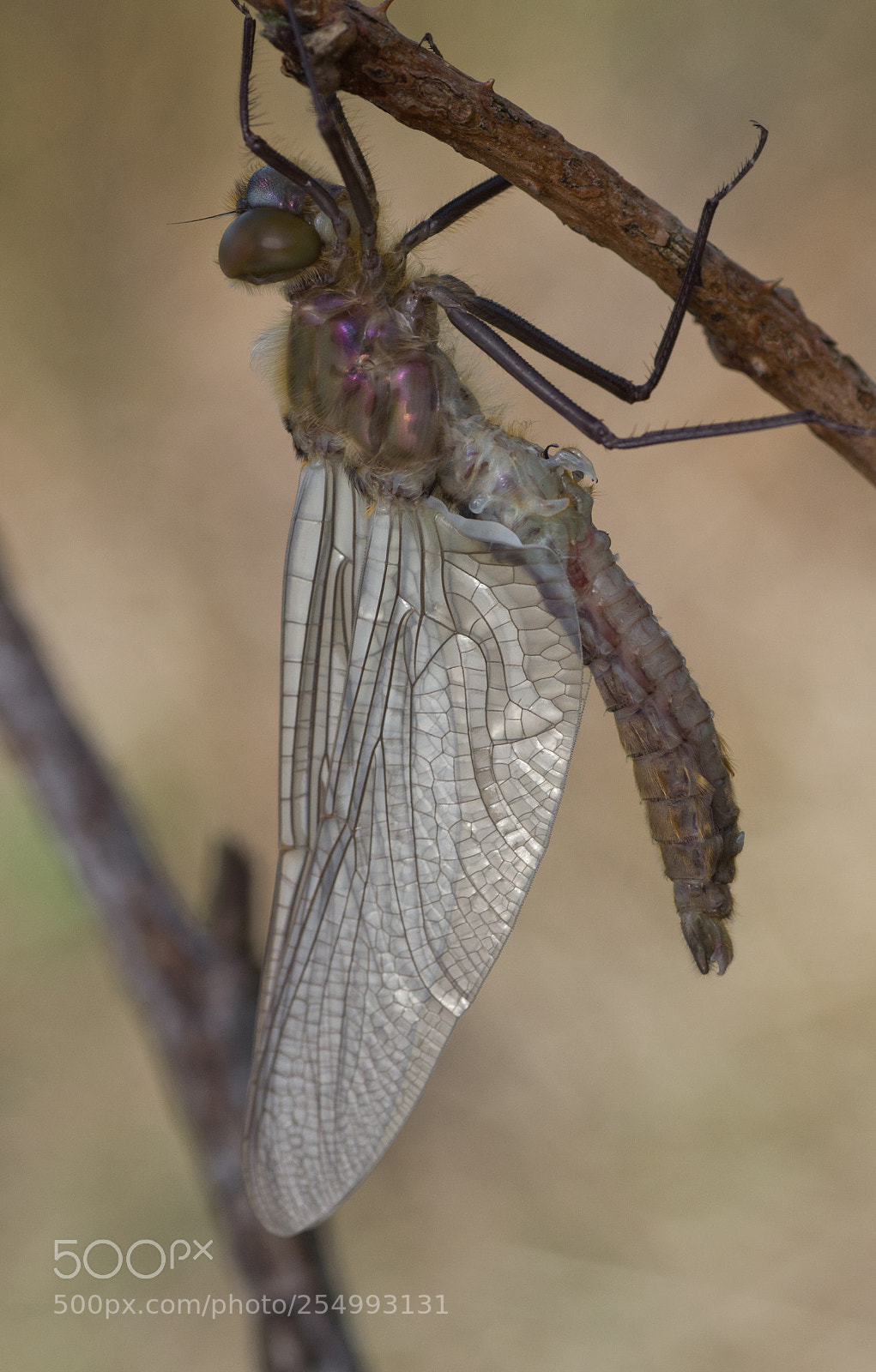 Nikon D3100 sample photo. Smaragdlibel (cordulia aenea) photography