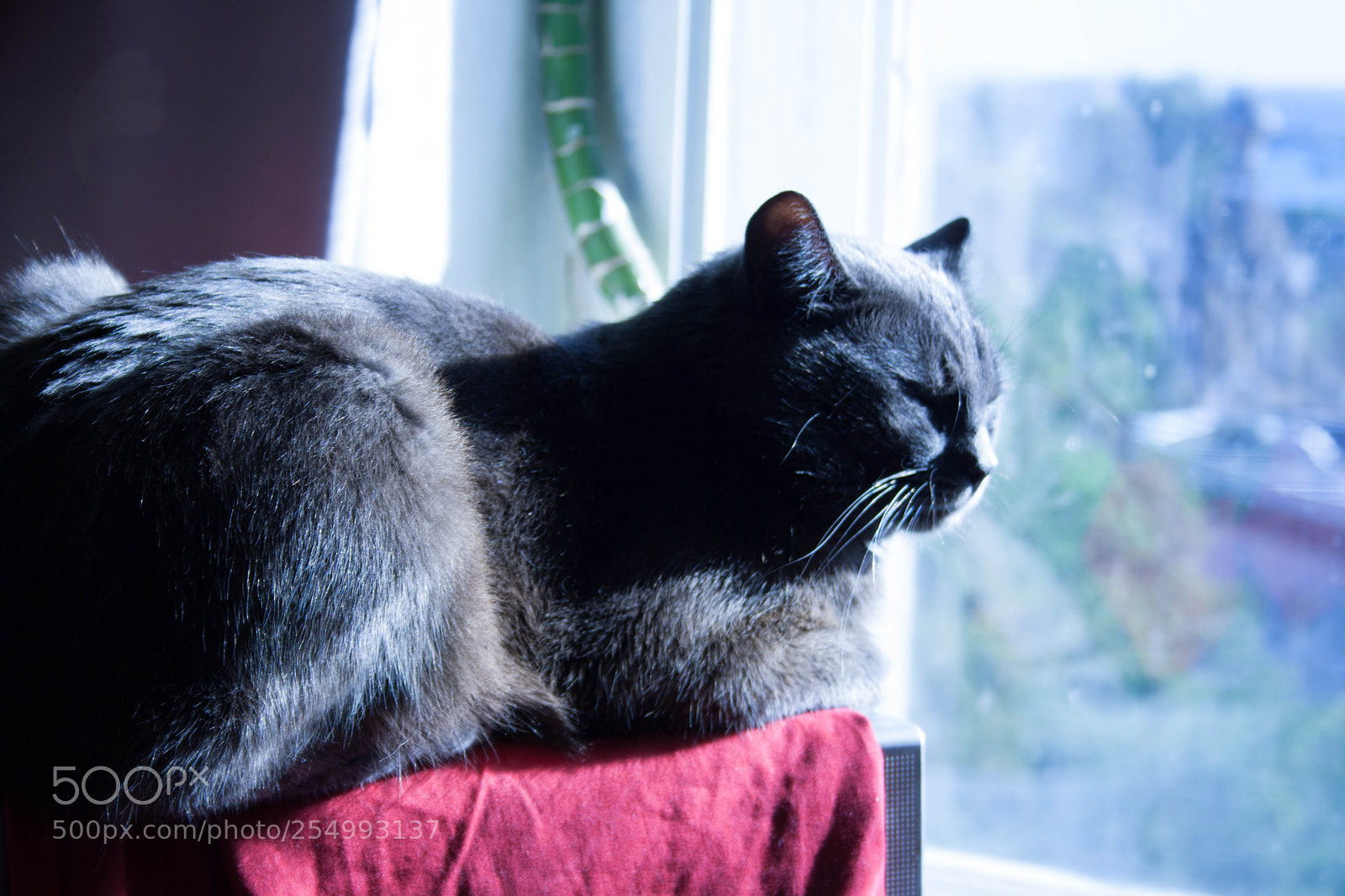 Canon EOS 1000D (EOS Digital Rebel XS / EOS Kiss F) sample photo. Caw2017 photography