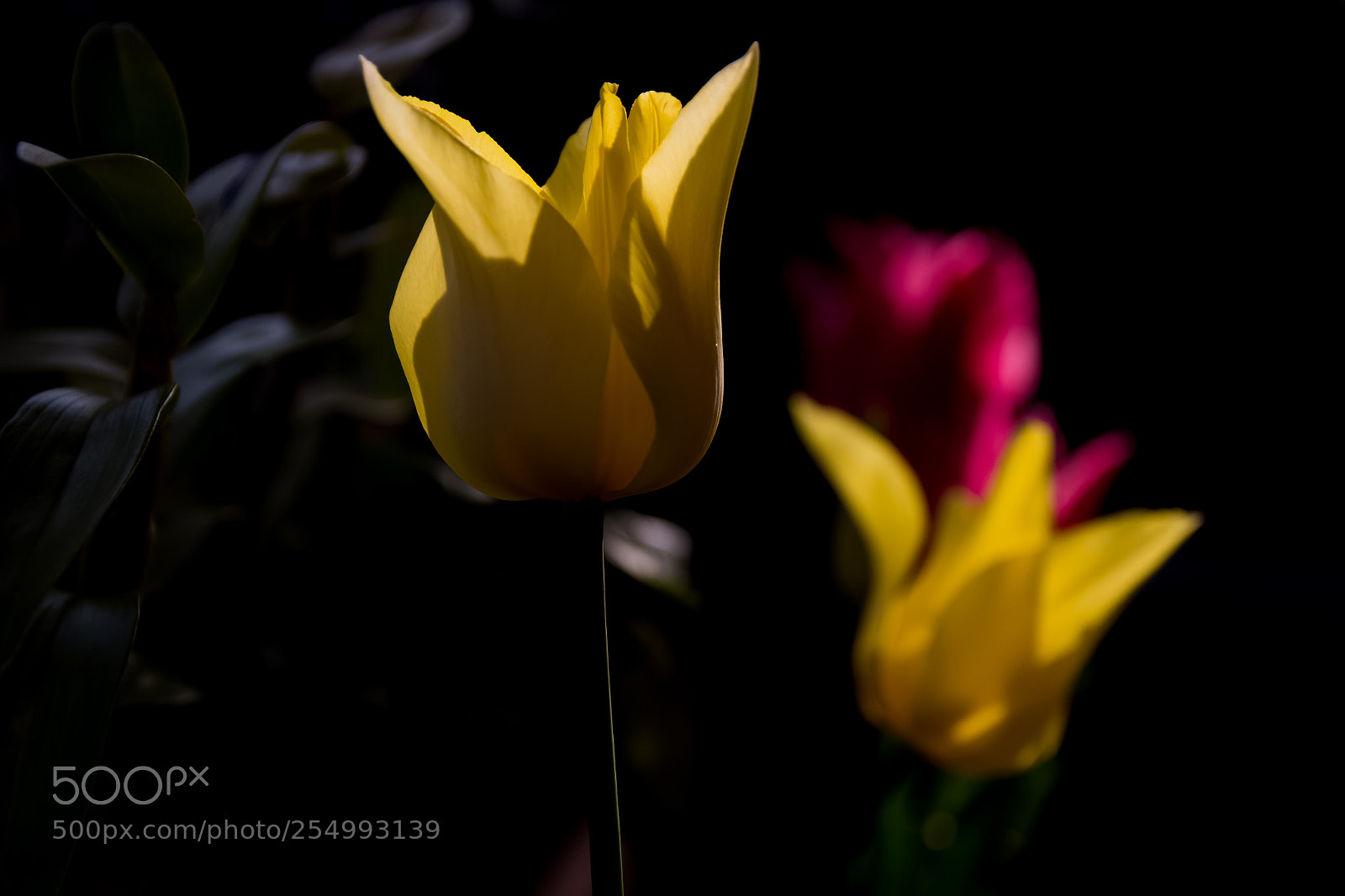 Canon EOS 700D (EOS Rebel T5i / EOS Kiss X7i) sample photo. Tulip photography