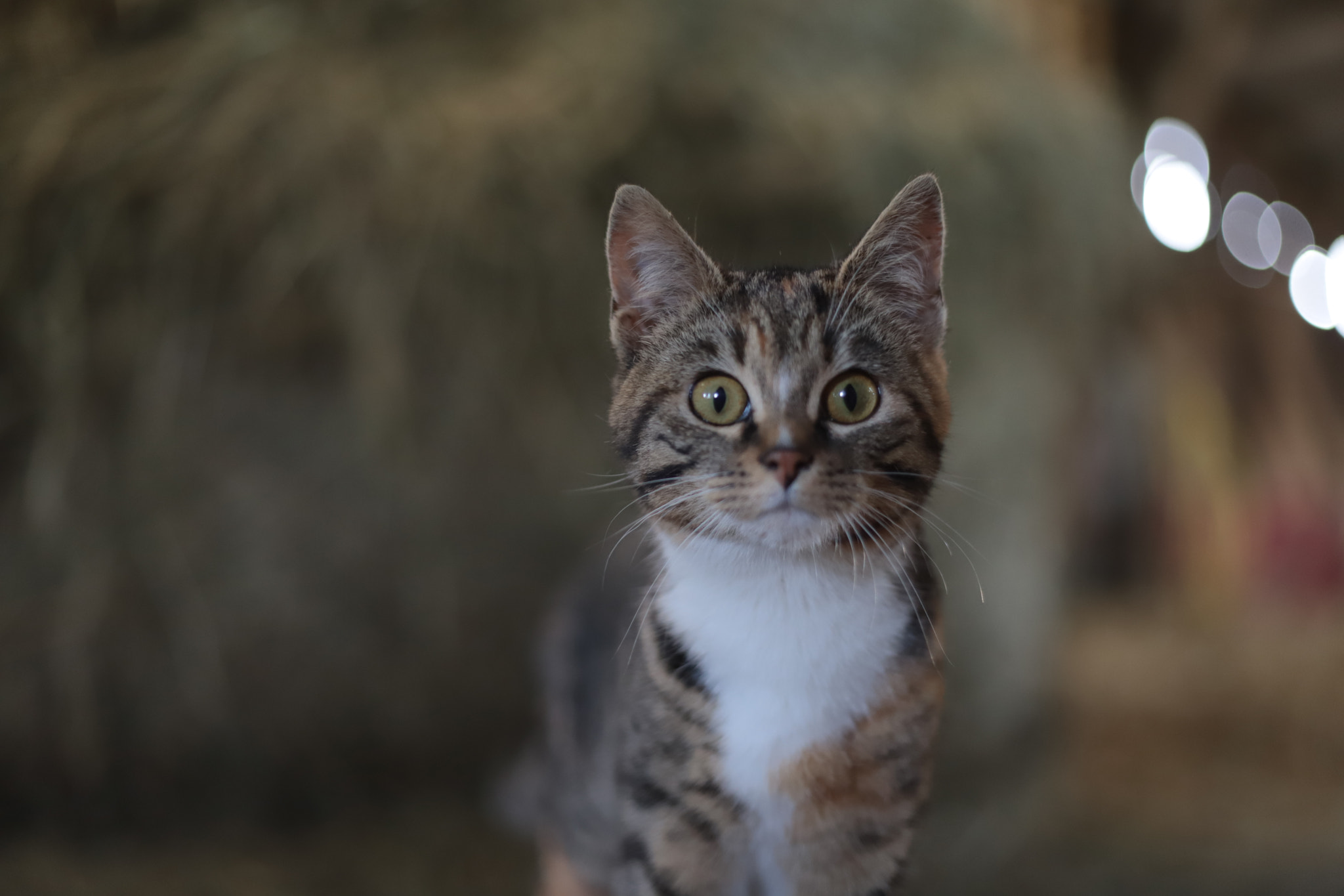 Canon EF 50mm F1.8 II sample photo