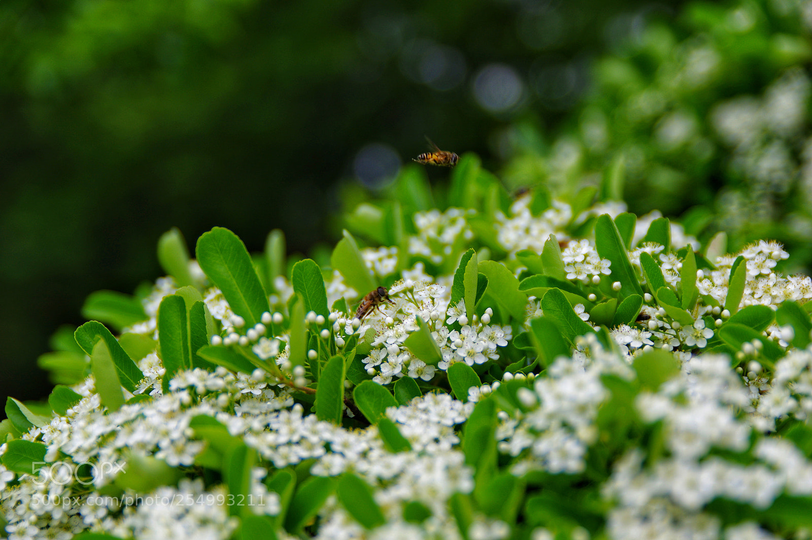 Pentax K-3 II sample photo. Untitled photography
