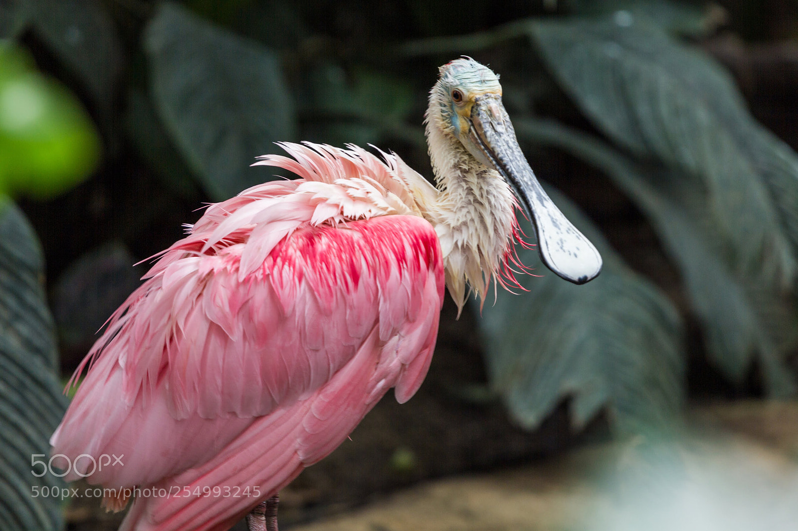 Canon EOS 550D (EOS Rebel T2i / EOS Kiss X4) sample photo. Vincennes - rose-eared spoonbill photography
