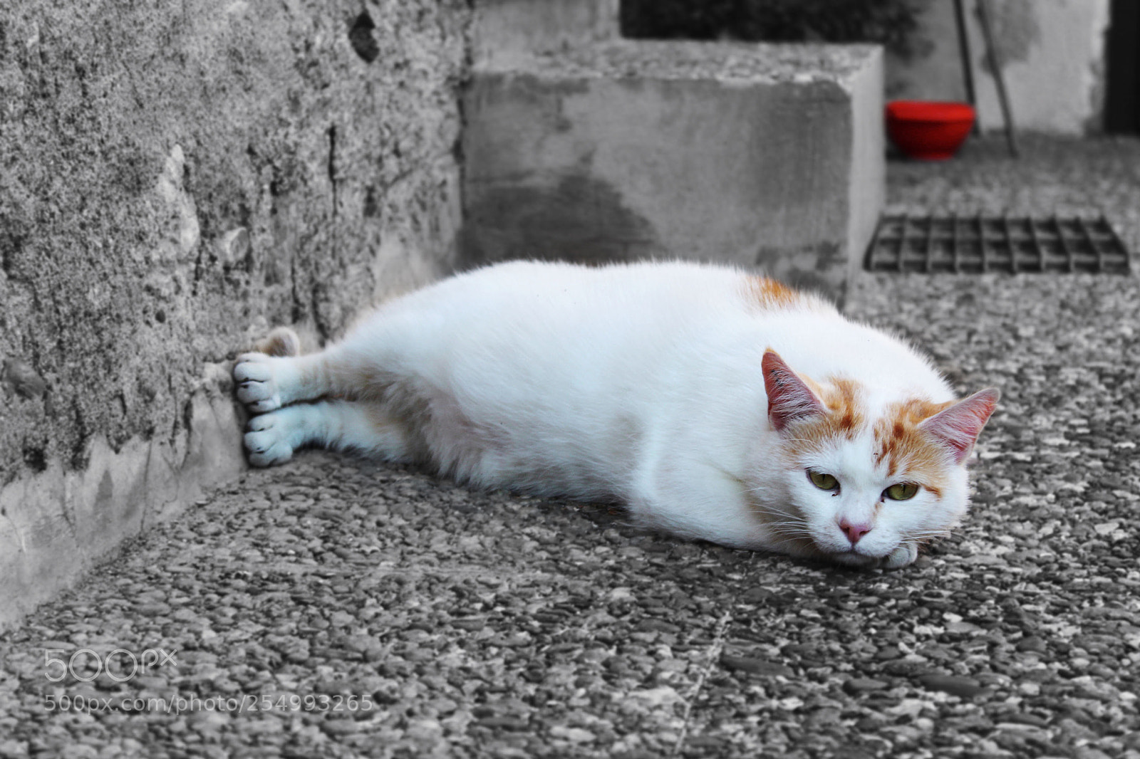 Canon EOS 1300D (EOS Rebel T6 / EOS Kiss X80) sample photo. Chat photography