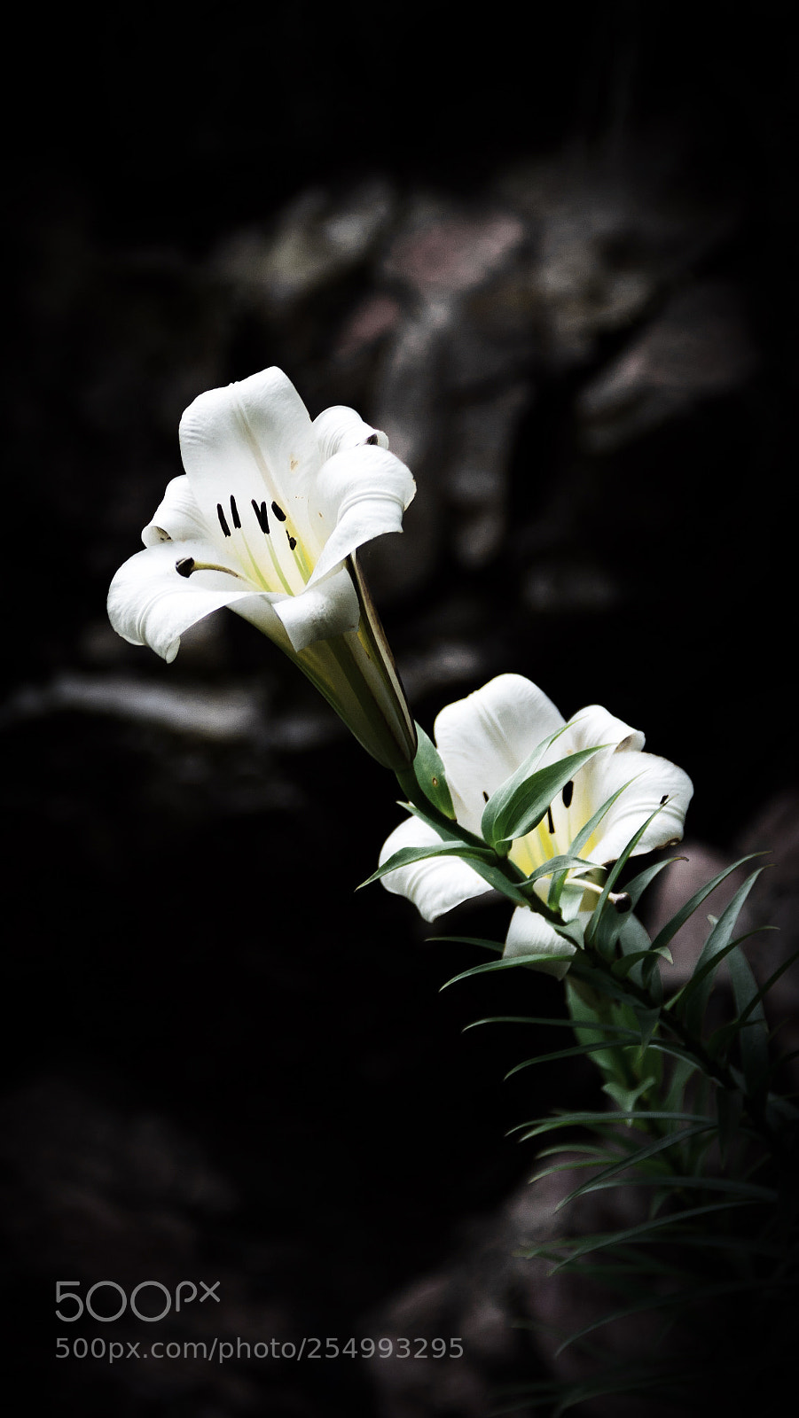 Canon EOS 7D sample photo. Processed with vsco with photography
