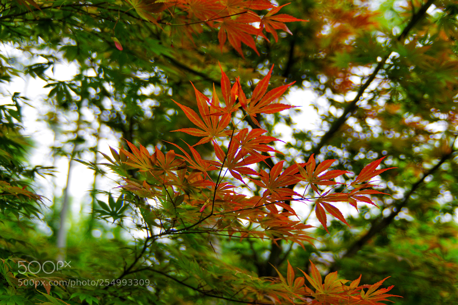 Pentax K-3 II sample photo. Untitled photography