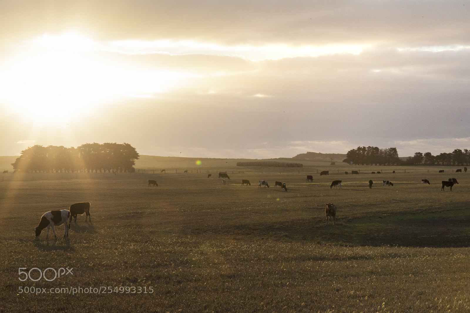 Canon EOS 5D Mark II sample photo. Cows photography
