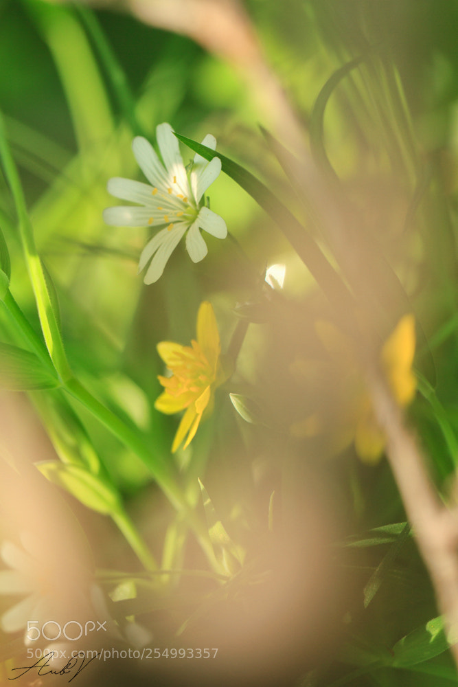 Canon EOS 7D sample photo. Along the roadside photography