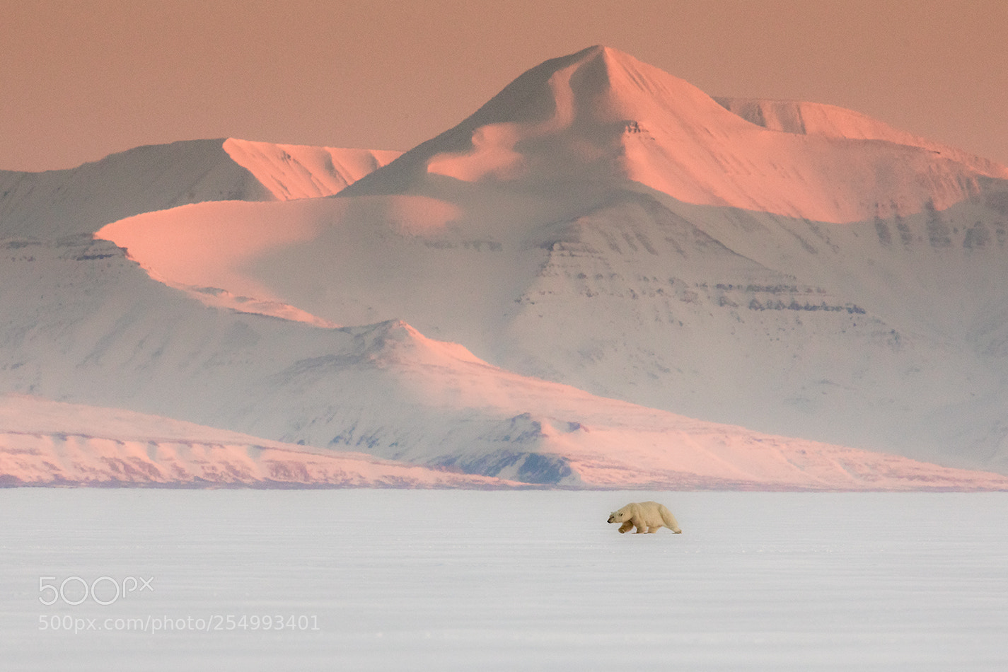 Canon EOS 5D Mark IV sample photo. Polar bear photography