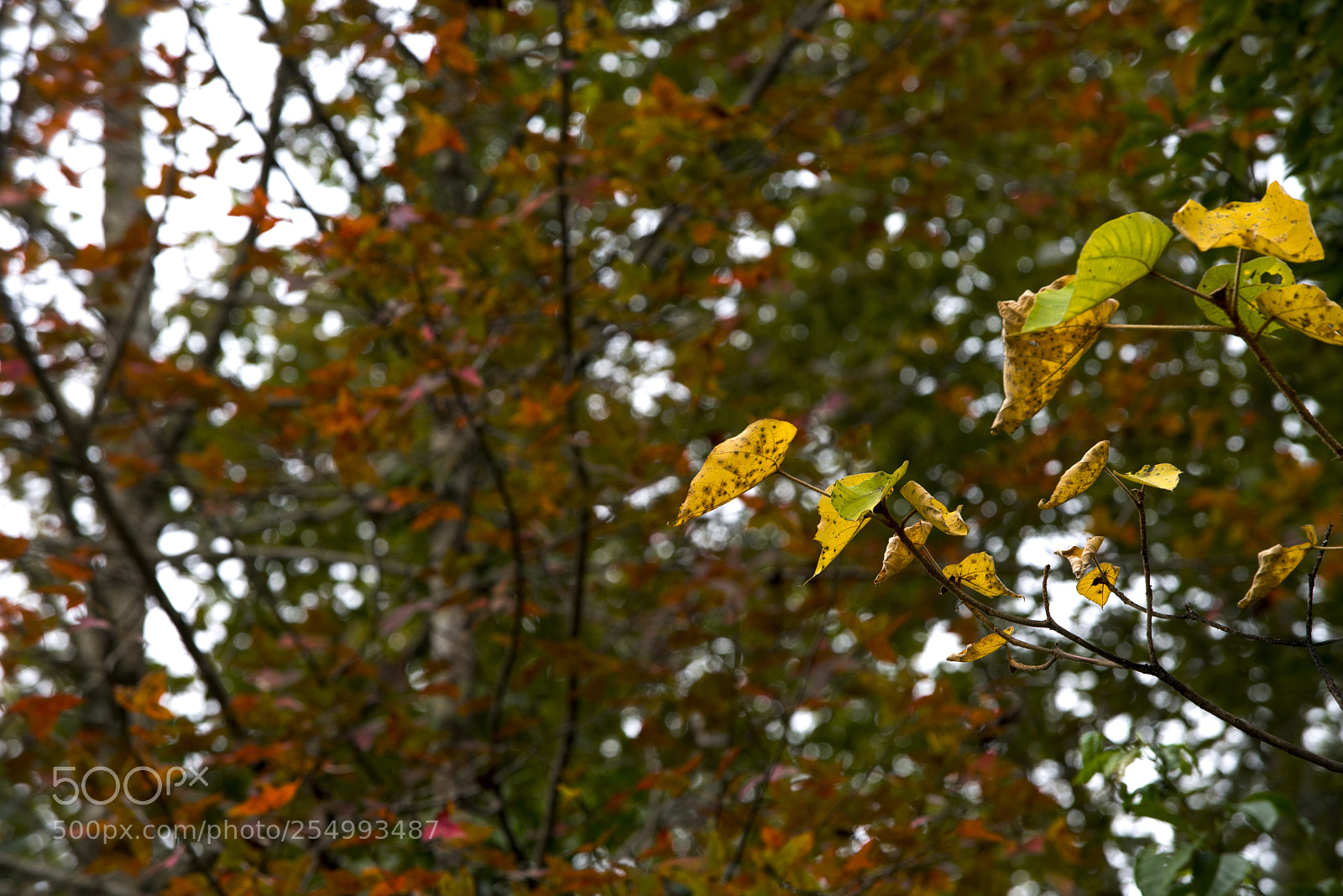 Nikon D810 sample photo. Tmk o photography