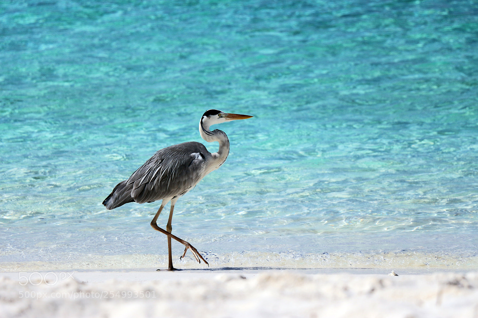 Canon EOS 700D (EOS Rebel T5i / EOS Kiss X7i) sample photo. A grey heron on photography