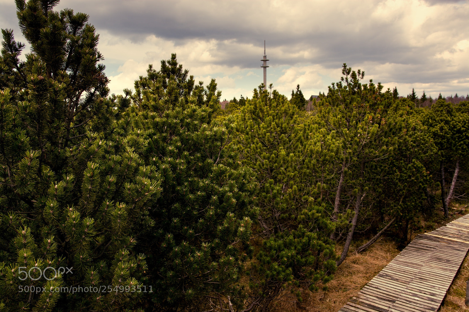 Nikon D7100 sample photo. Georgenfelder hochmoor photography