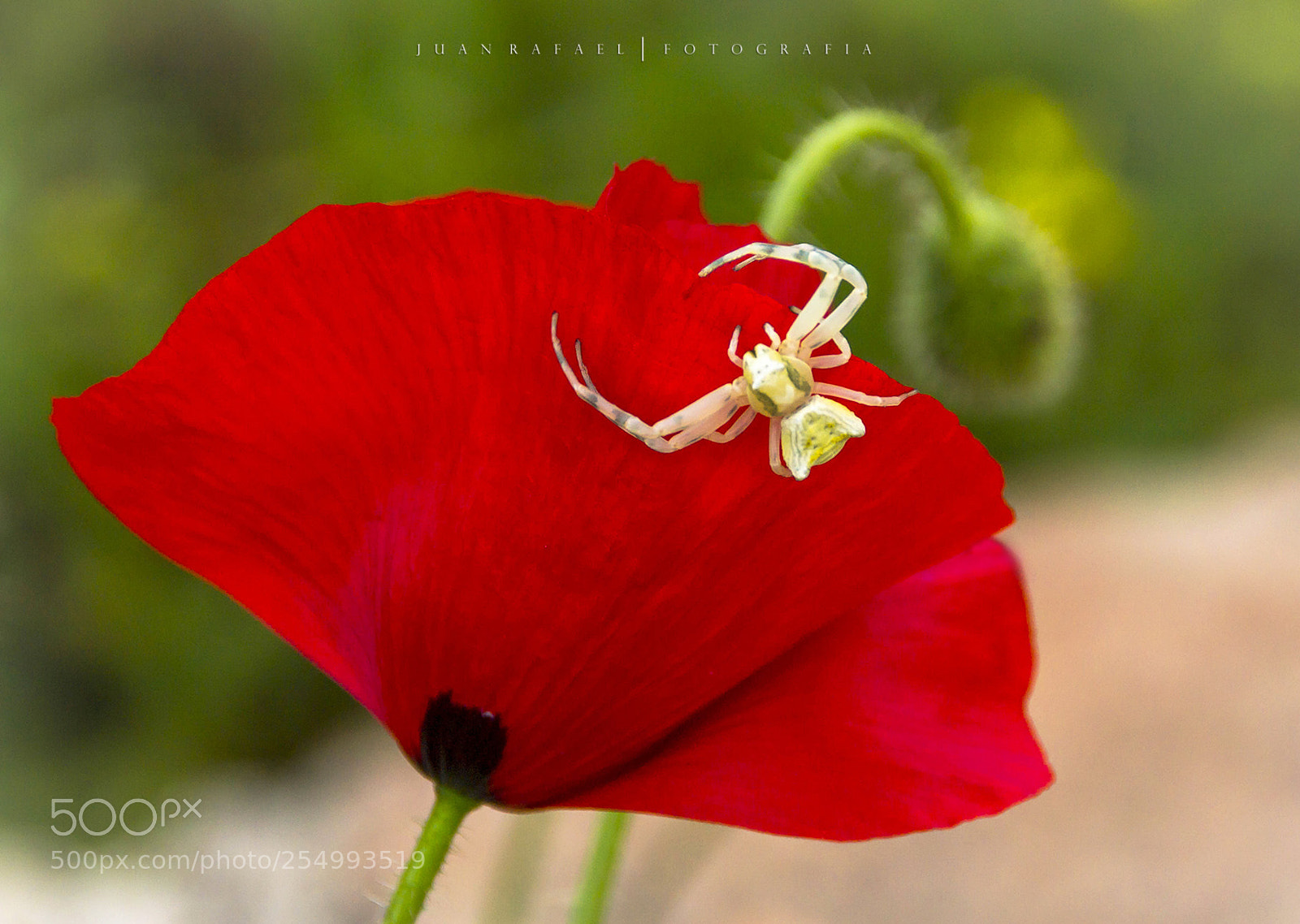 Nikon D3100 sample photo. Colores de primavera photography