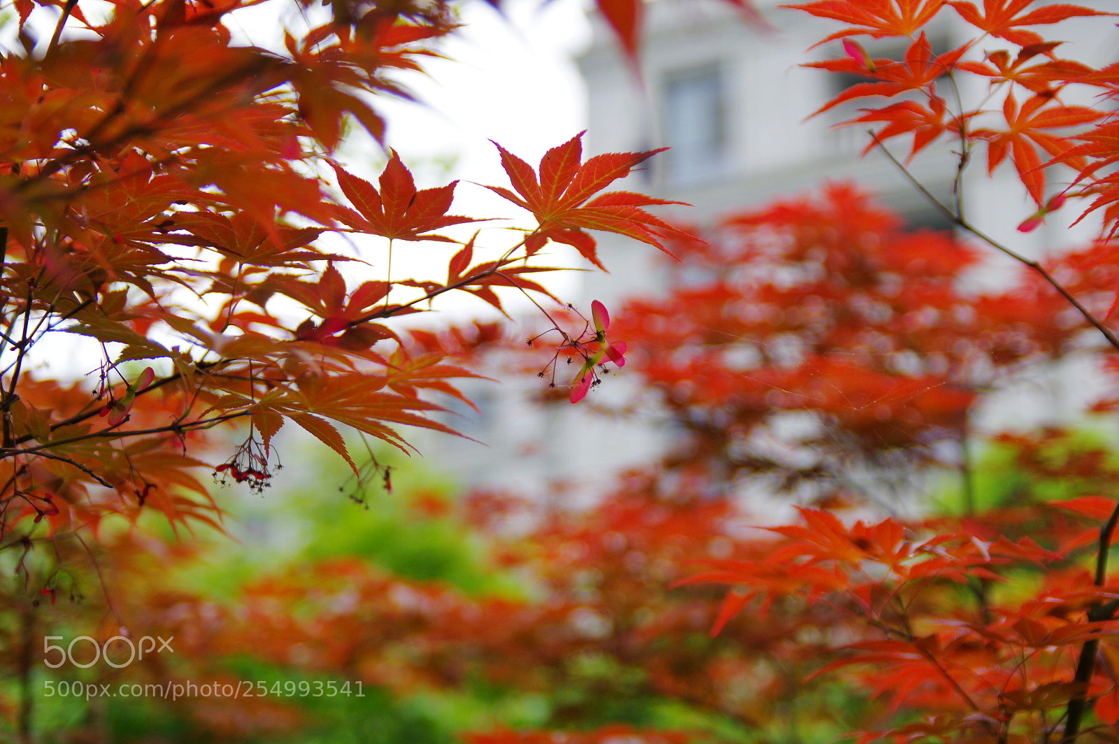 Pentax K-3 II sample photo. Untitled photography