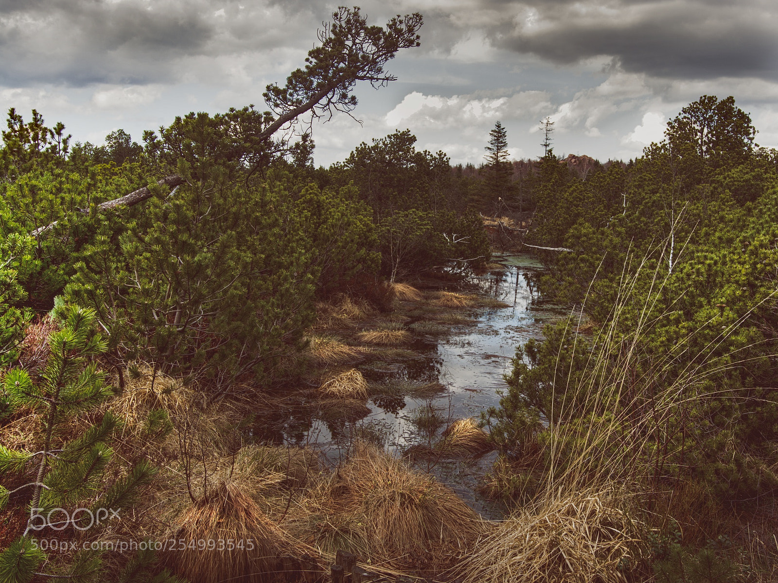 Nikon D7100 sample photo. Georgenfelder hochmoor photography