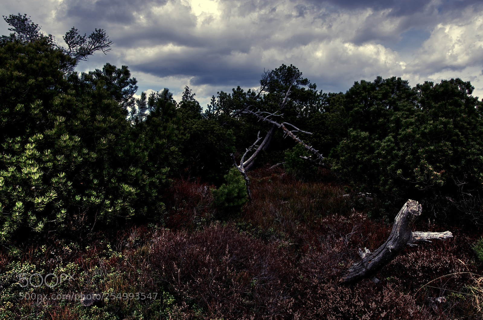 Nikon D7100 sample photo. Georgenfelder hochmoor photography