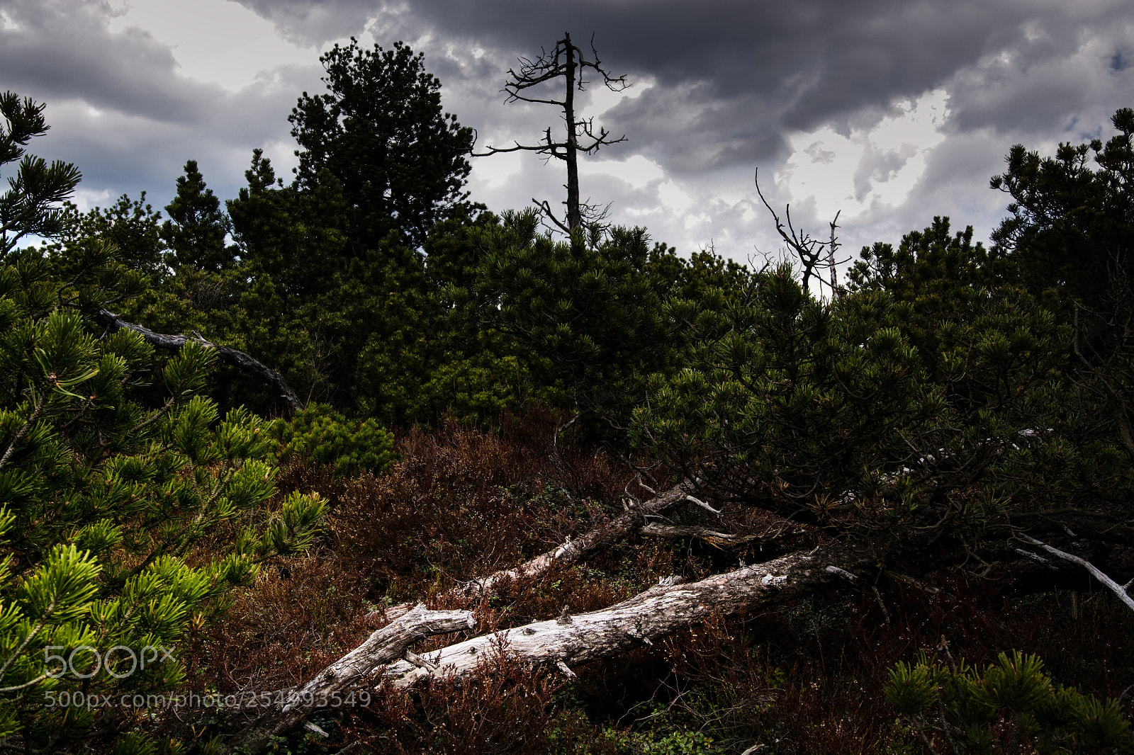 Nikon D7100 sample photo. Georgenfelder hochmoor photography