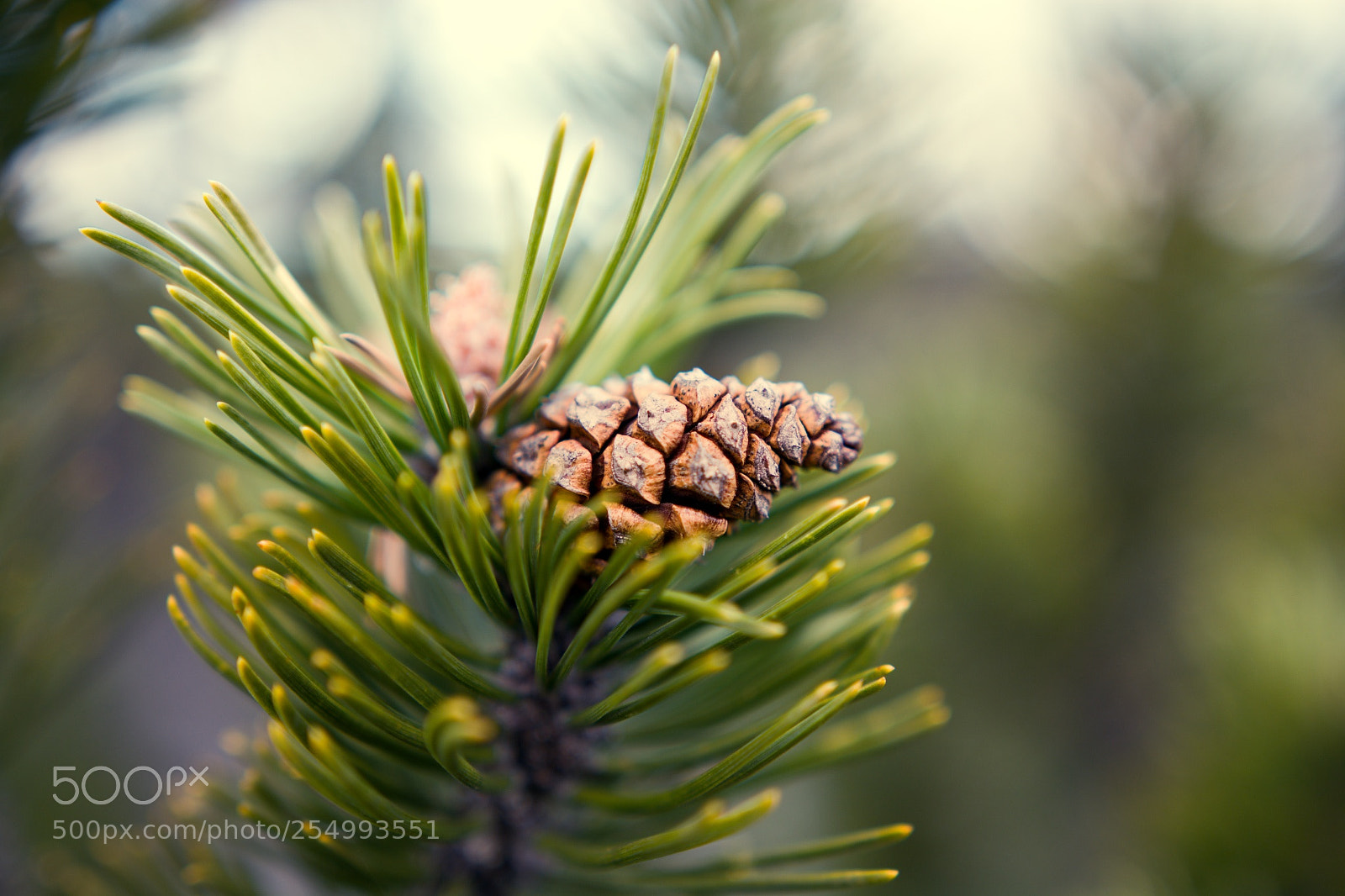 Nikon D7100 sample photo. Georgenfelder hochmoor photography