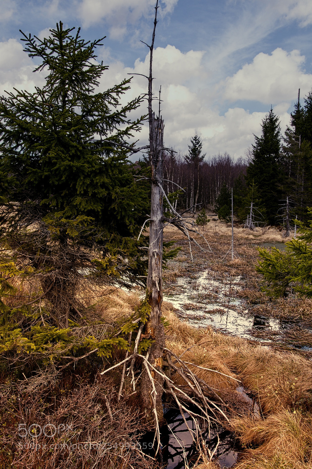 Nikon D7100 sample photo. Georgenfelder hochmoor photography