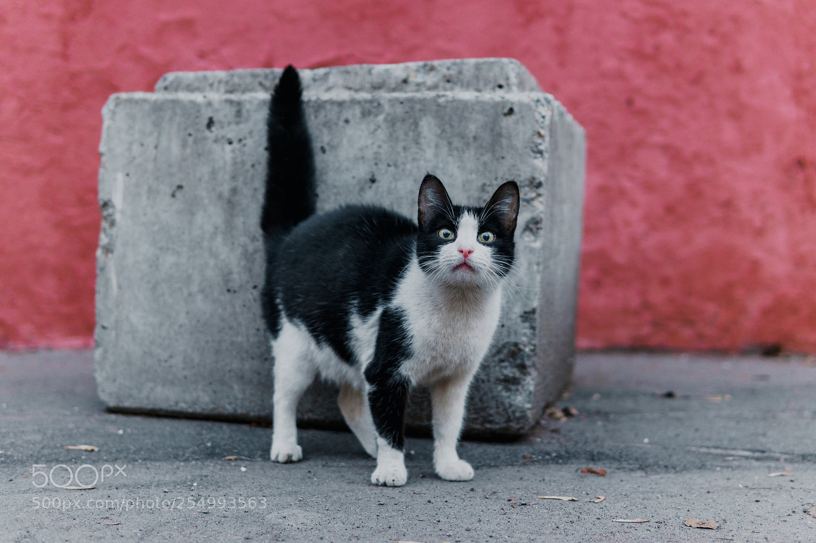 Sony a6000 sample photo. Concrete cat photography