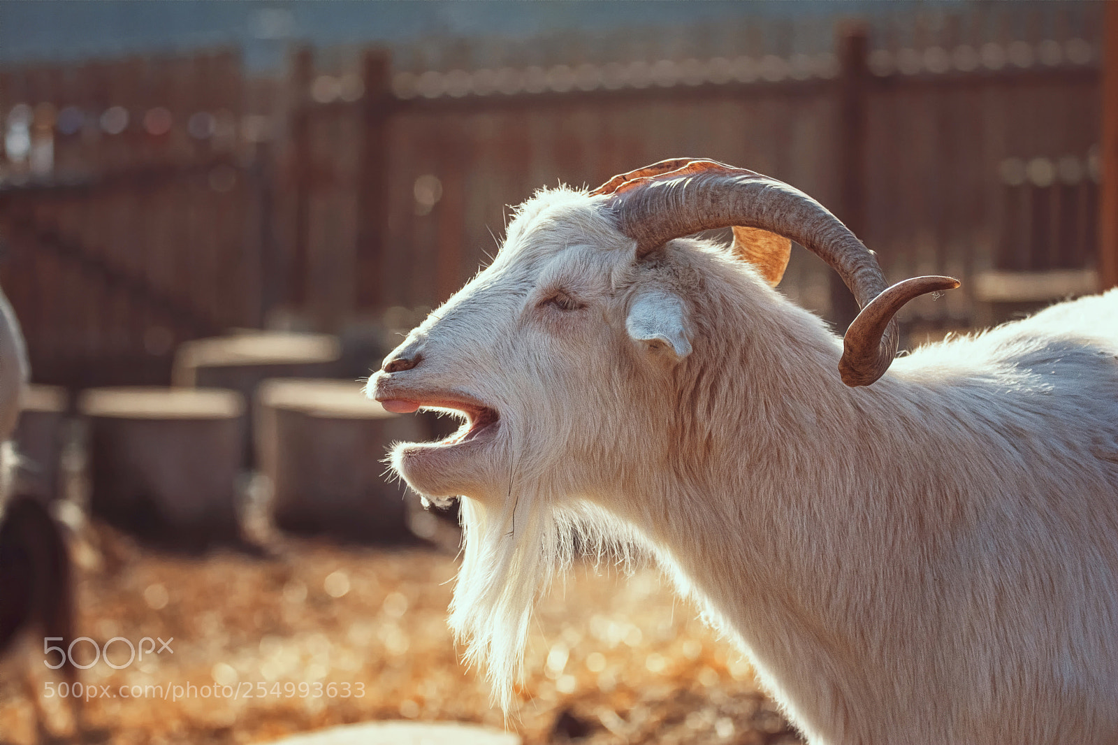 Nikon D7100 sample photo. Goat photography