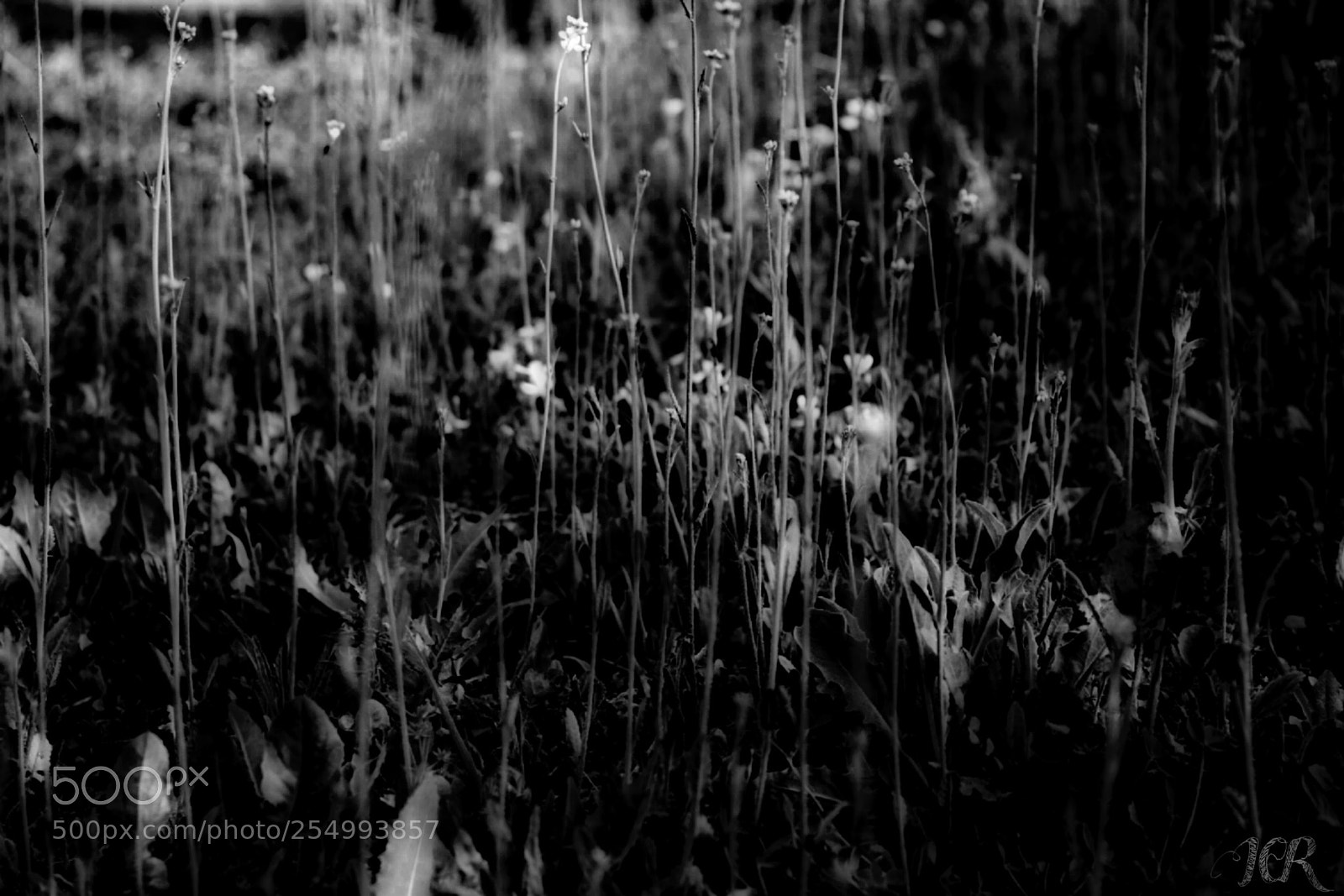 Nikon D5200 sample photo. Flores blanco y negro photography
