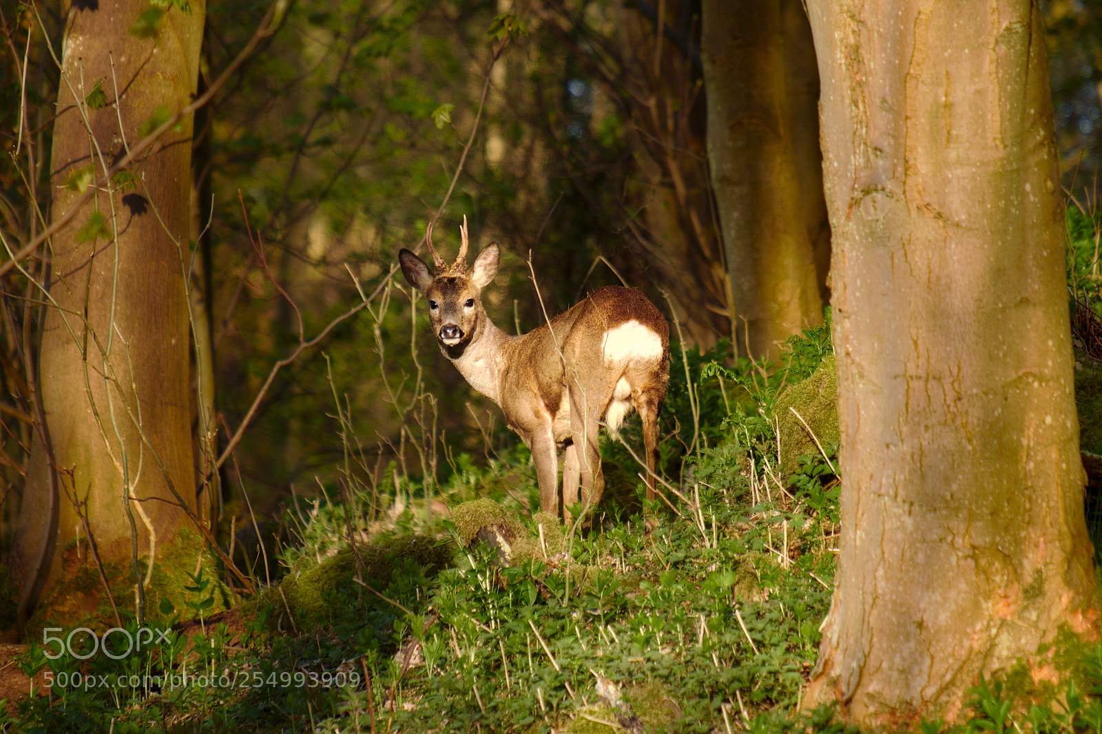 Fujifilm X-T2 sample photo. Deer at golden hour photography