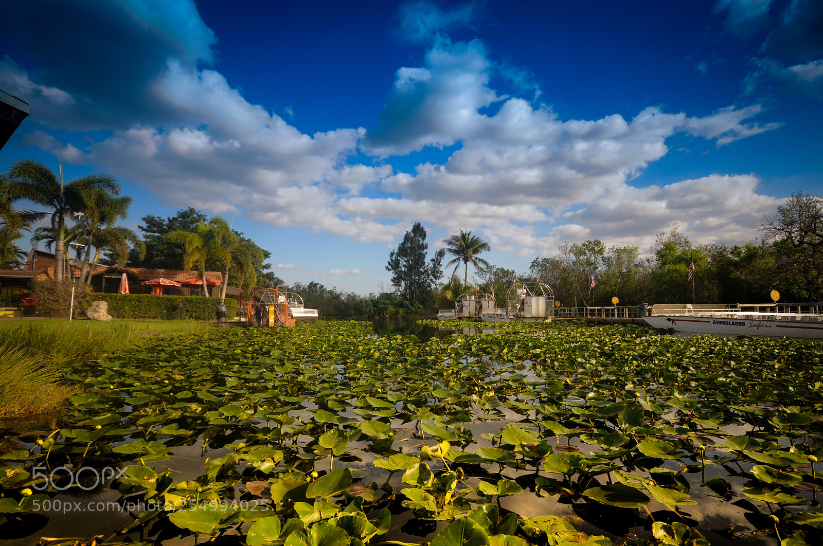 Nikon D300 sample photo. Everglades photography