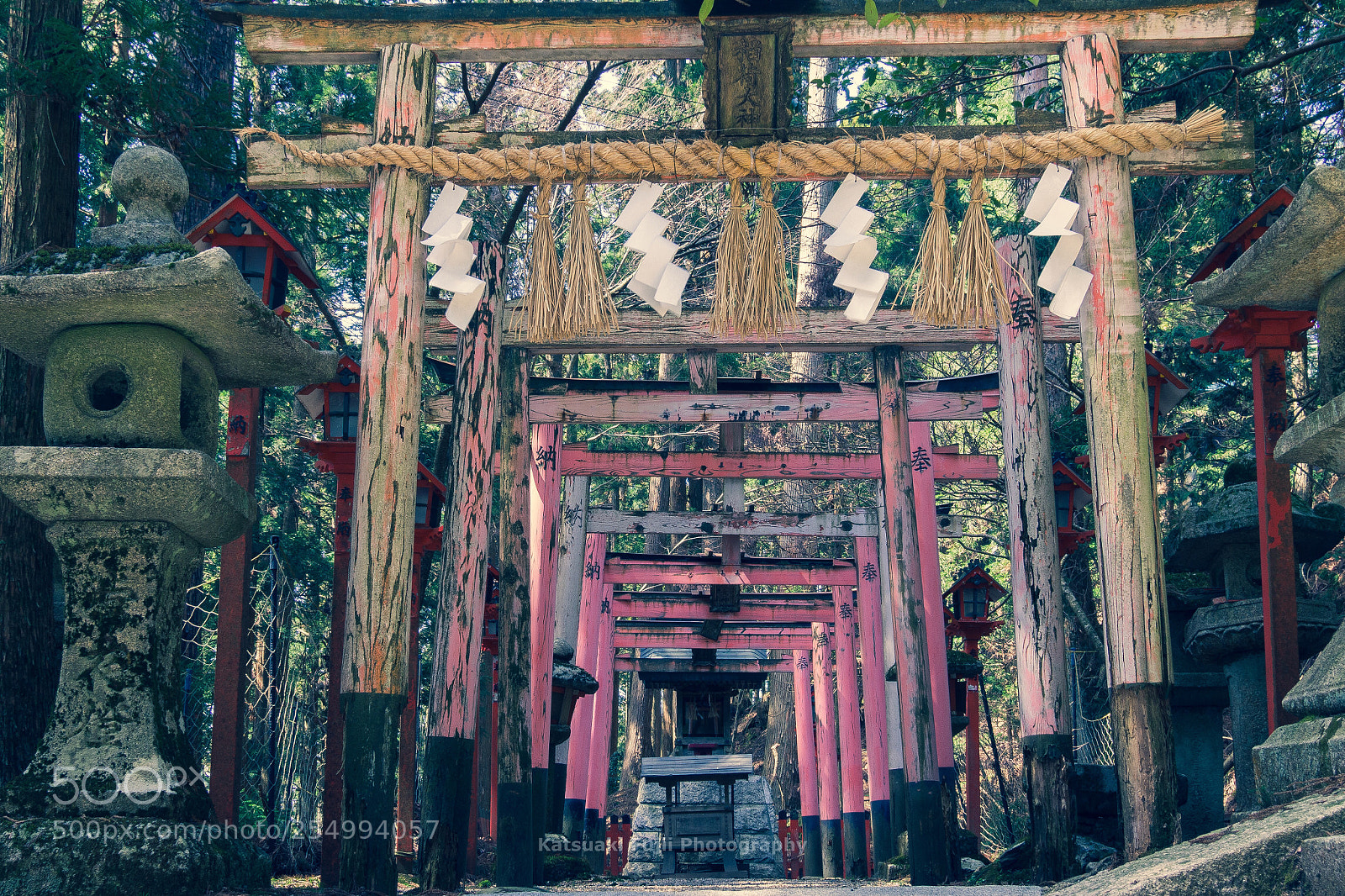 Olympus OM-D E-M10 sample photo. Very old continuous torii photography