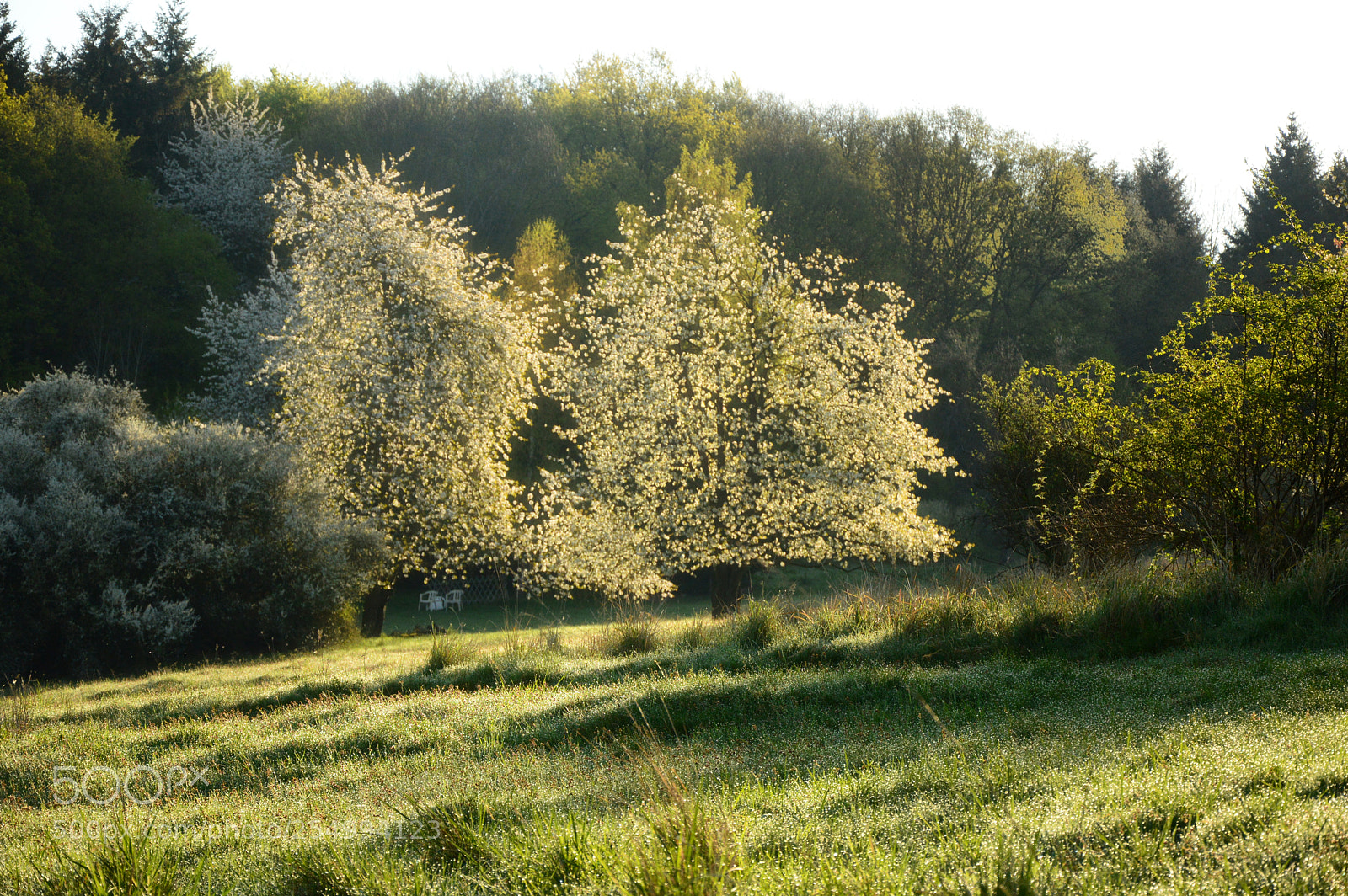 Nikon D3200 sample photo. Spring morning photography
