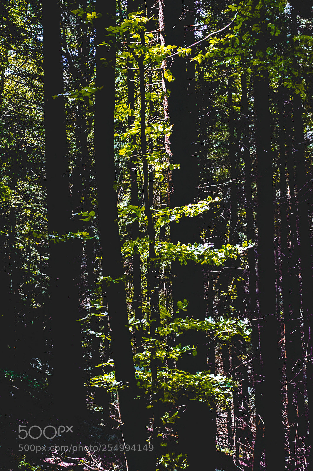 Canon EOS 700D (EOS Rebel T5i / EOS Kiss X7i) sample photo. Tree photography