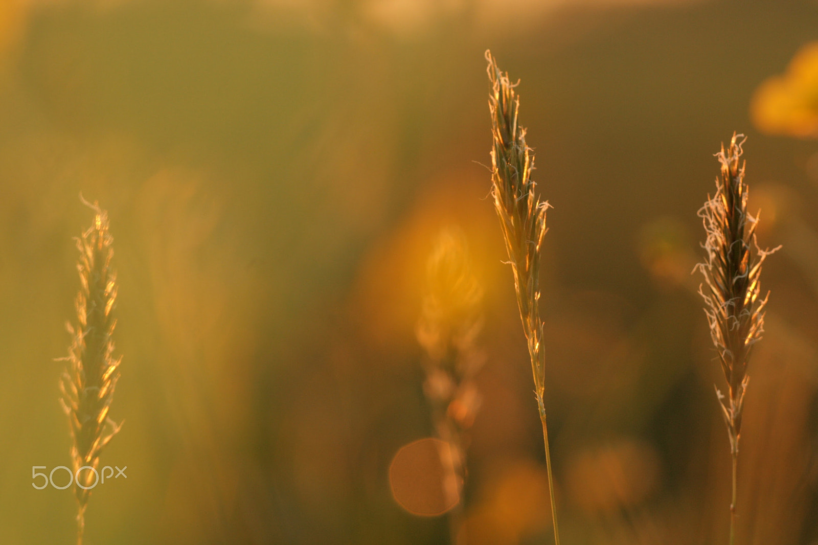 Sigma APO Macro 150mm f/2.8 EX DG HSM sample photo. The last light photography
