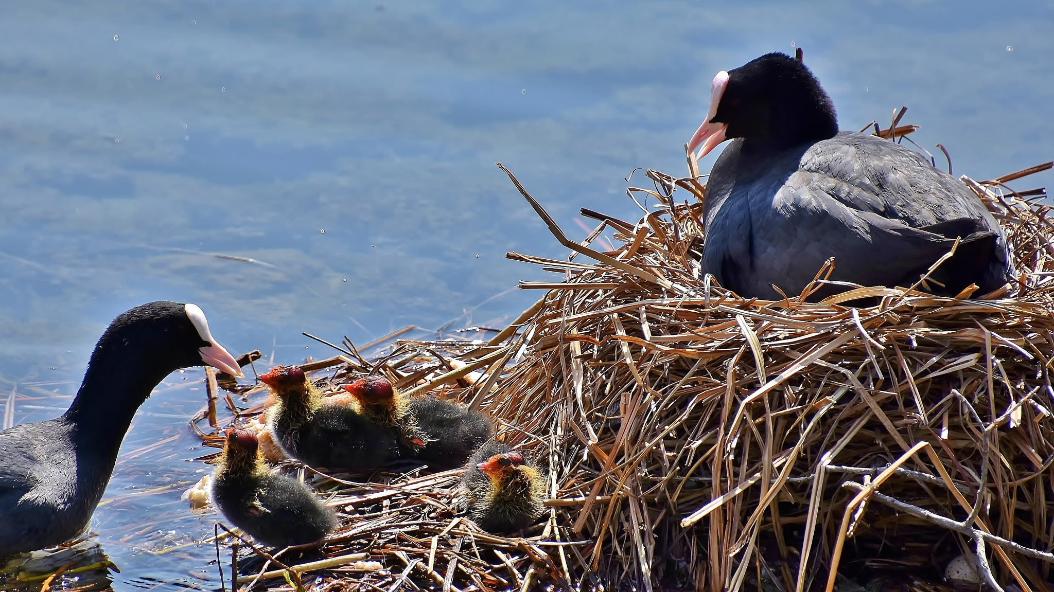 Nikon D7200 sample photo. Perfect family... photography